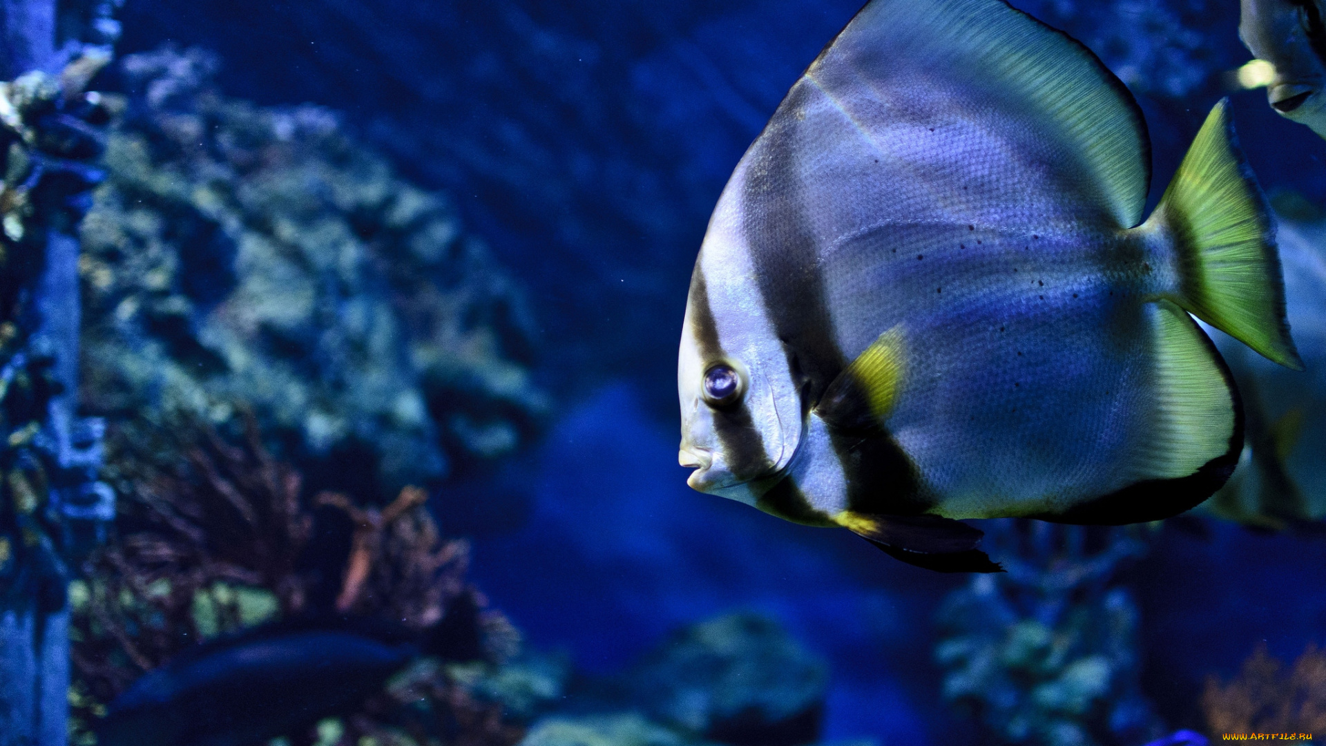 животные, рыбы, плавники, тропики