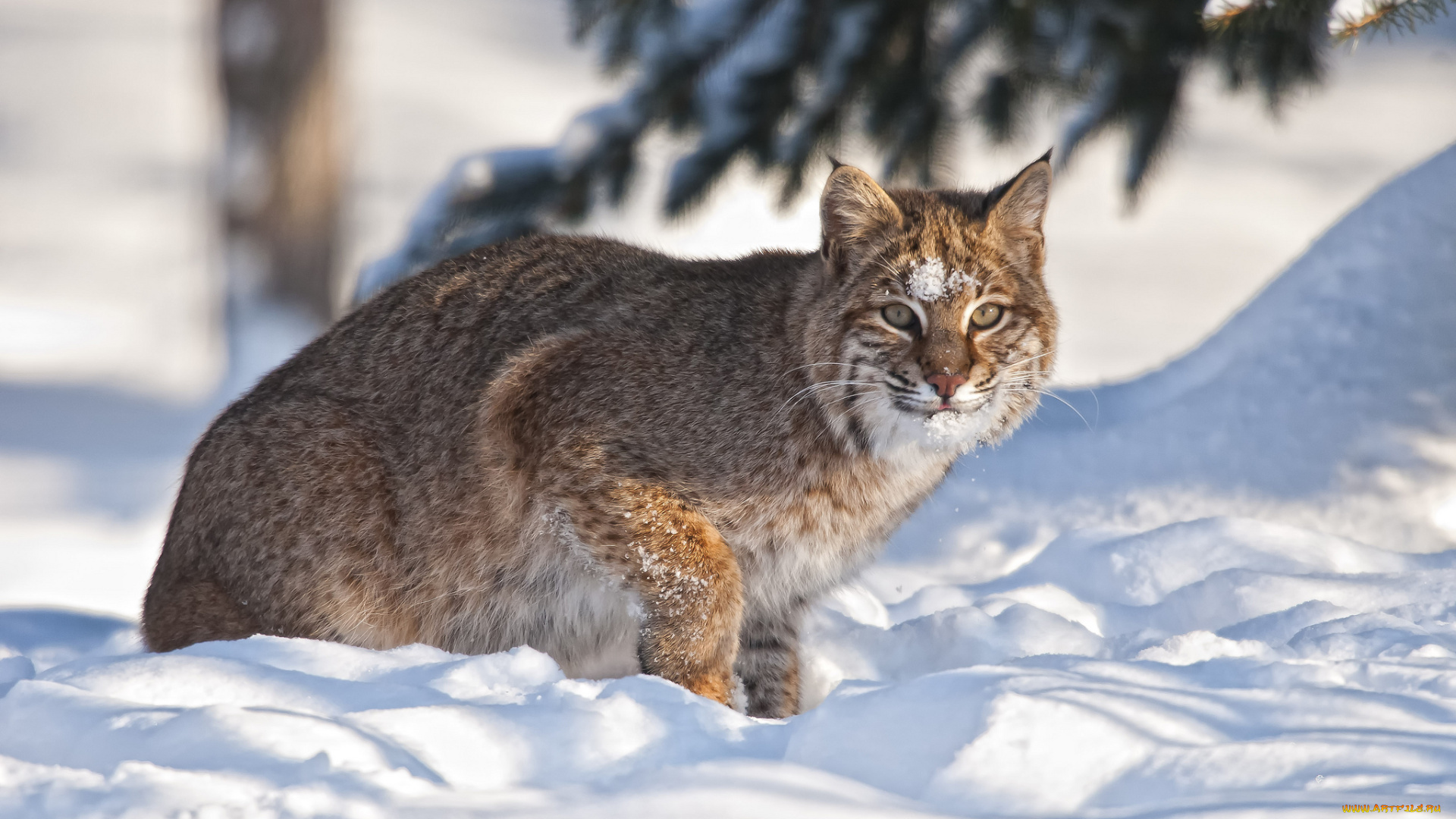 животные, рыси, кошка, снег, зима