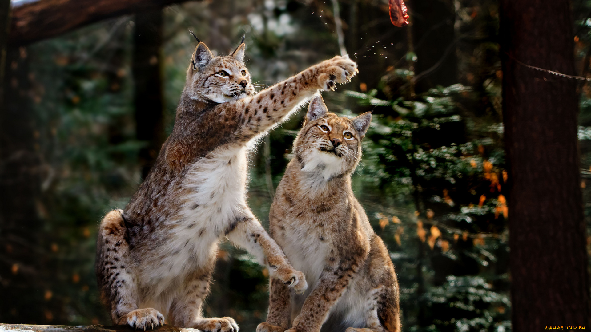 животные, рыси, кошки, мясо, обед