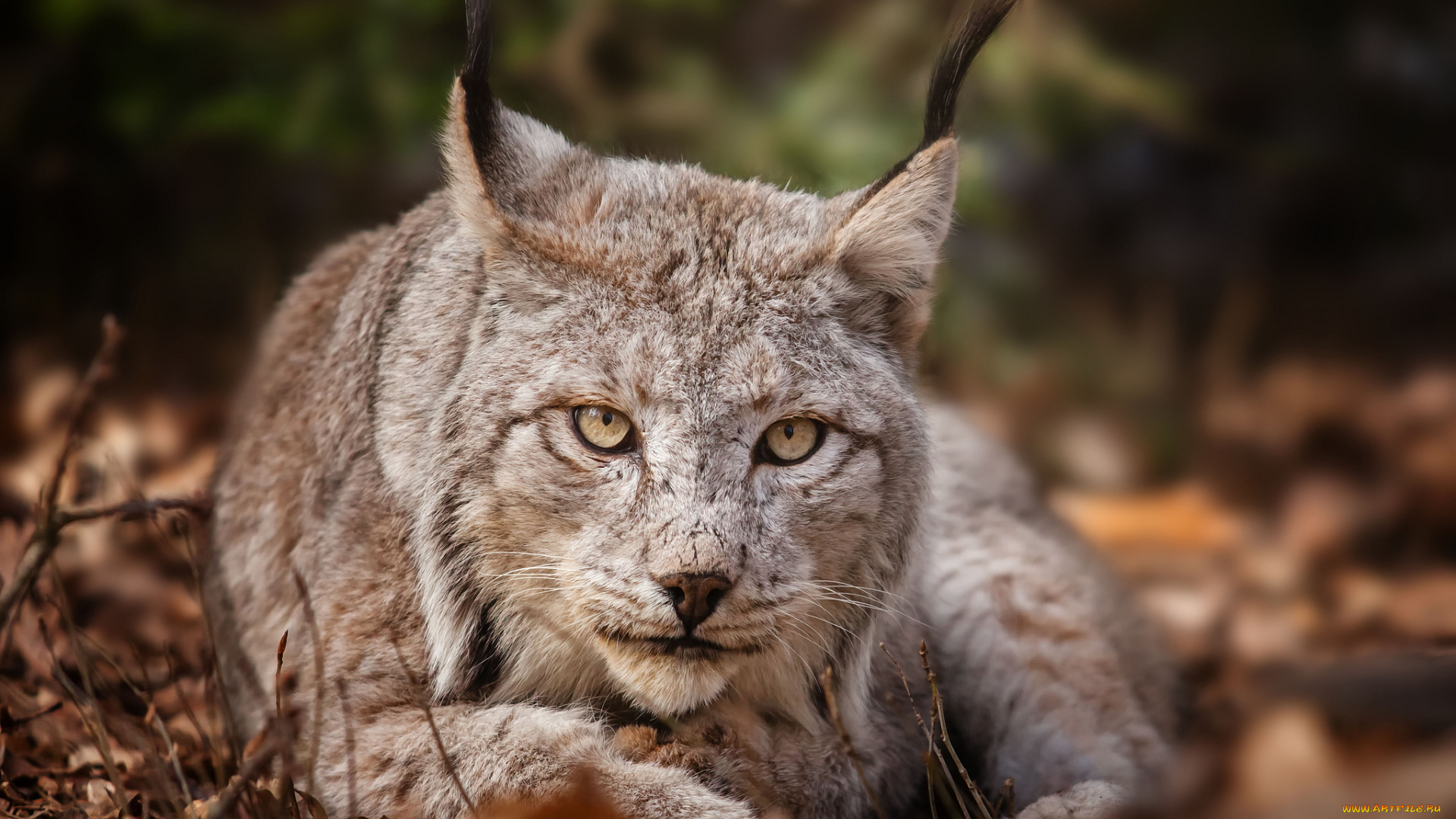 животные, рыси, взгляд, портрет
