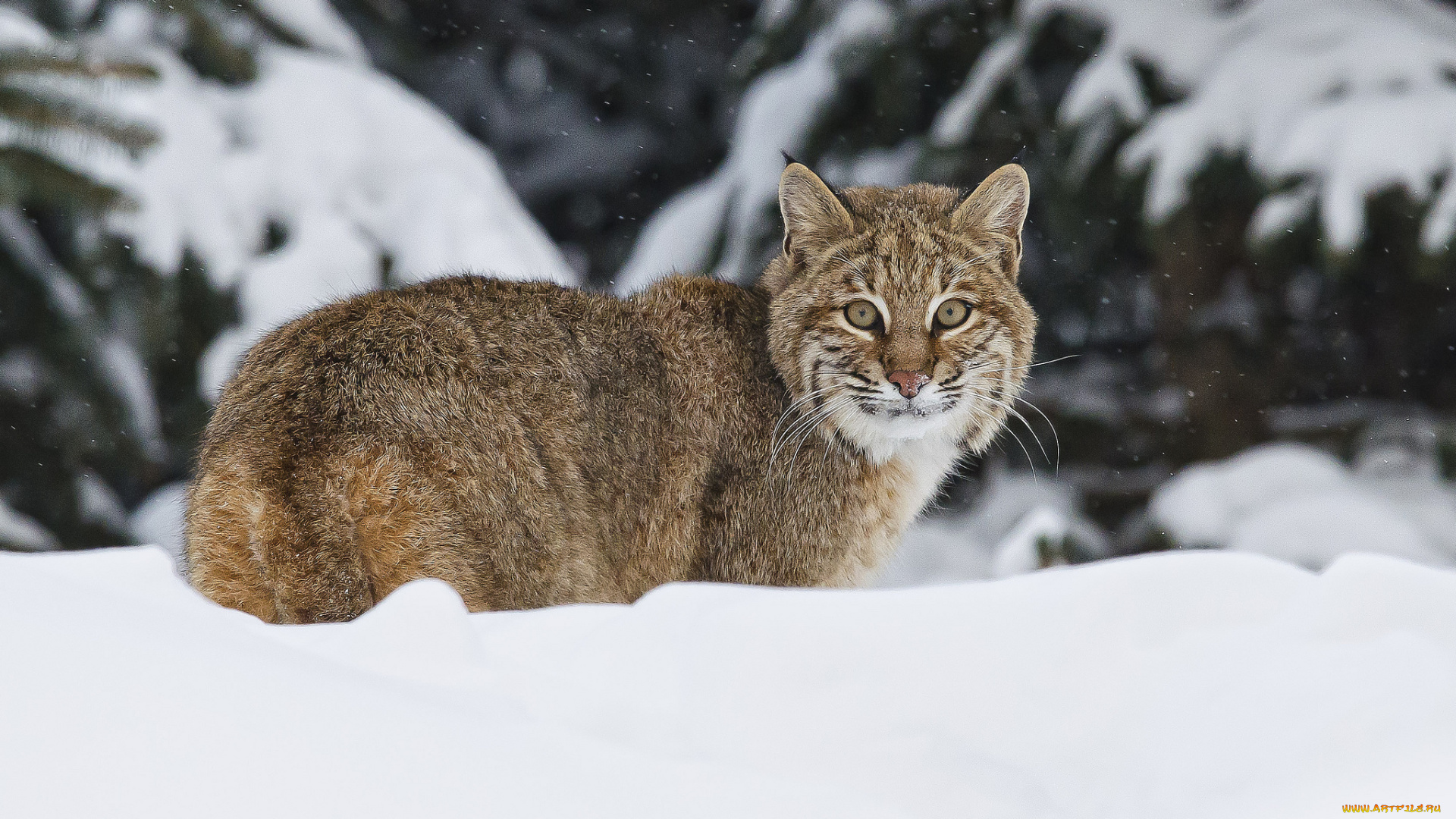 животные, рыси, зима, снег, кошка