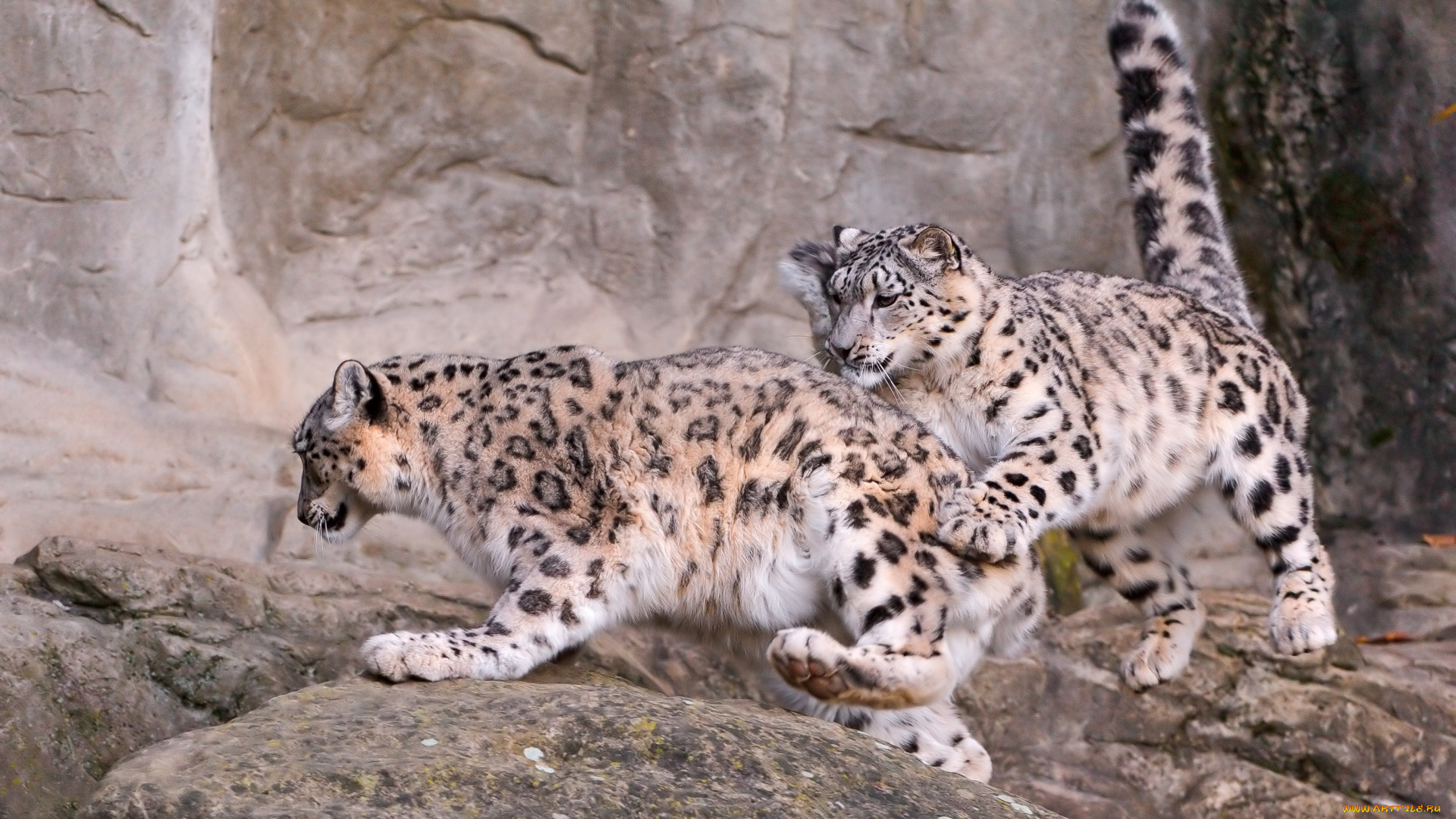 животные, снежный, барс, ирбис, игра, бег, барсы