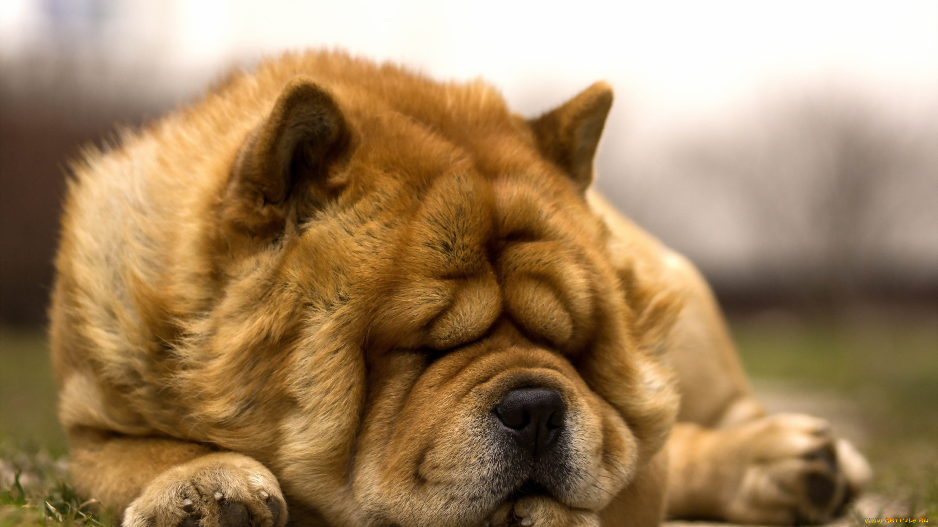 животные, собаки, отдых