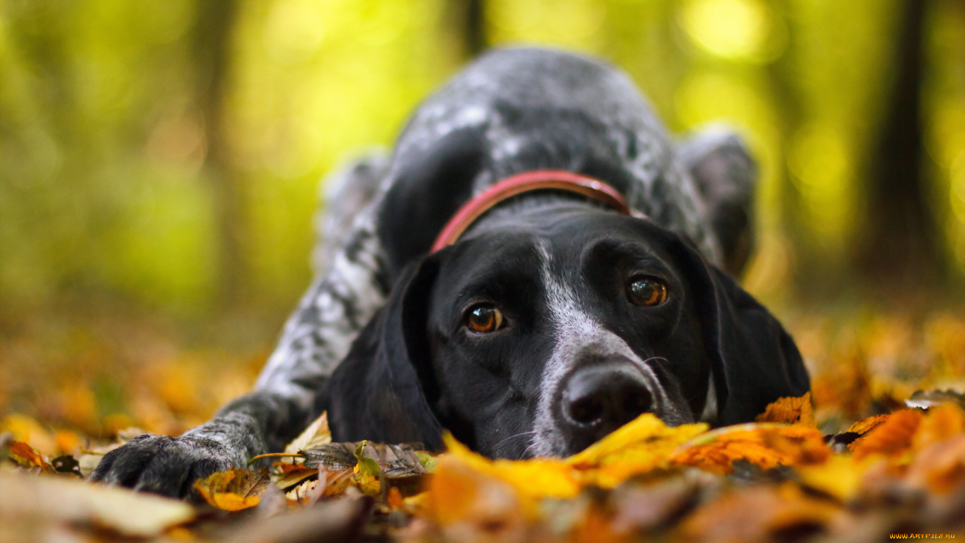 животные, собаки, собака, друг, осень