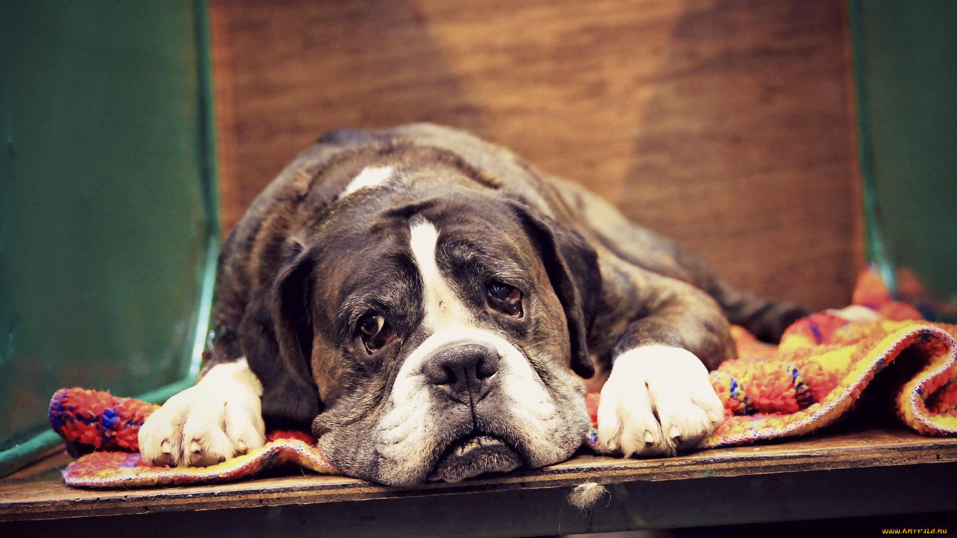 животные, собаки, взгляд, боксёр