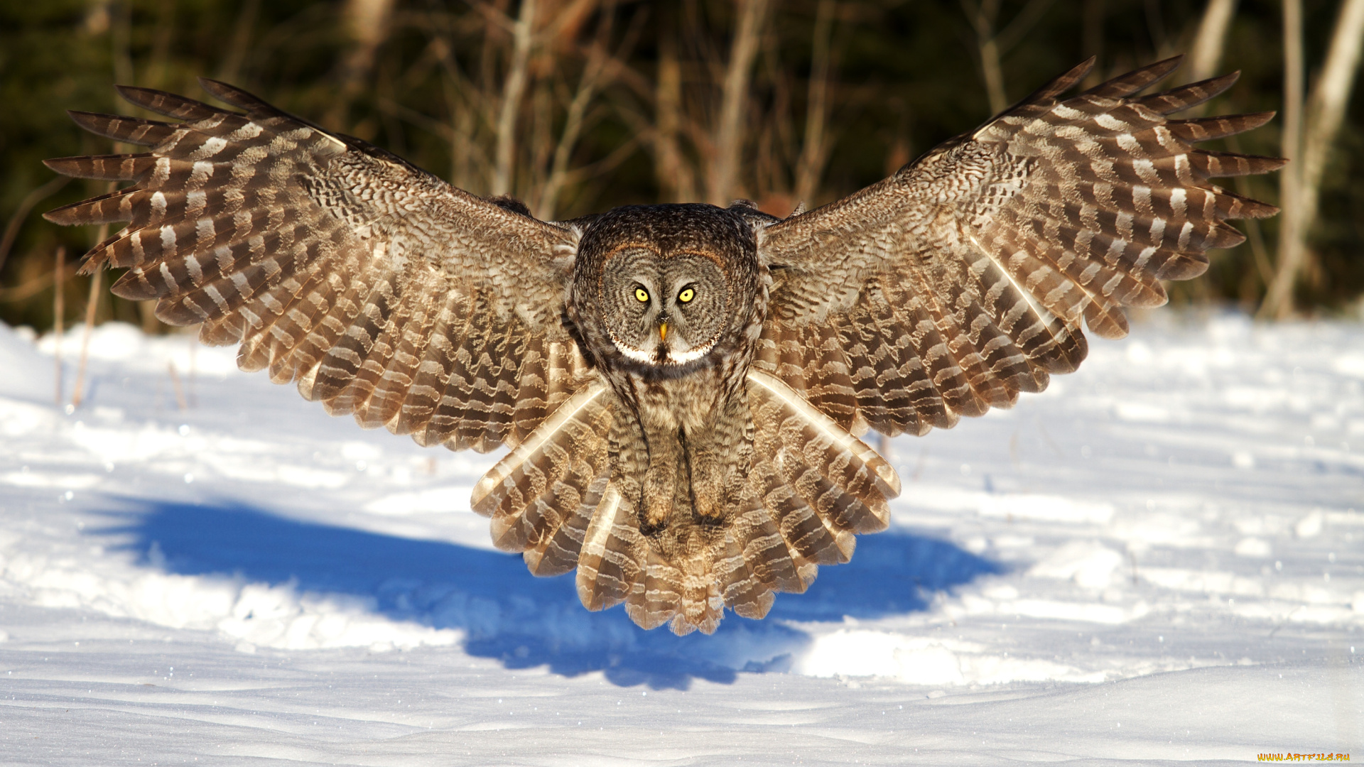 животные, совы, снег, крылья
