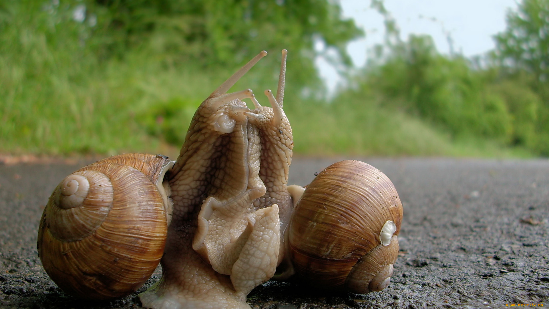 животные, улитки, две, любовь