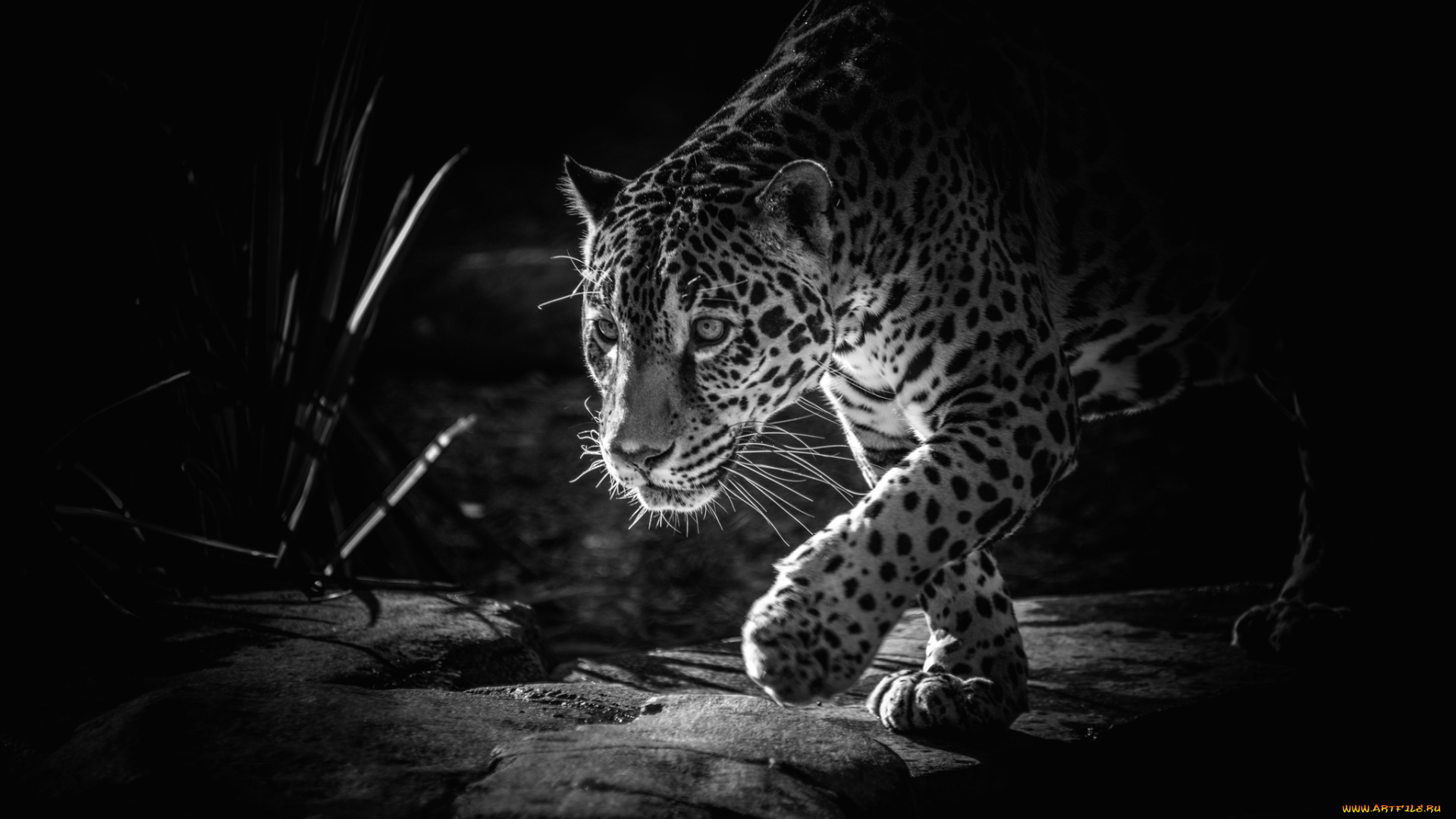 животные, Ягуары, пятна, крадется