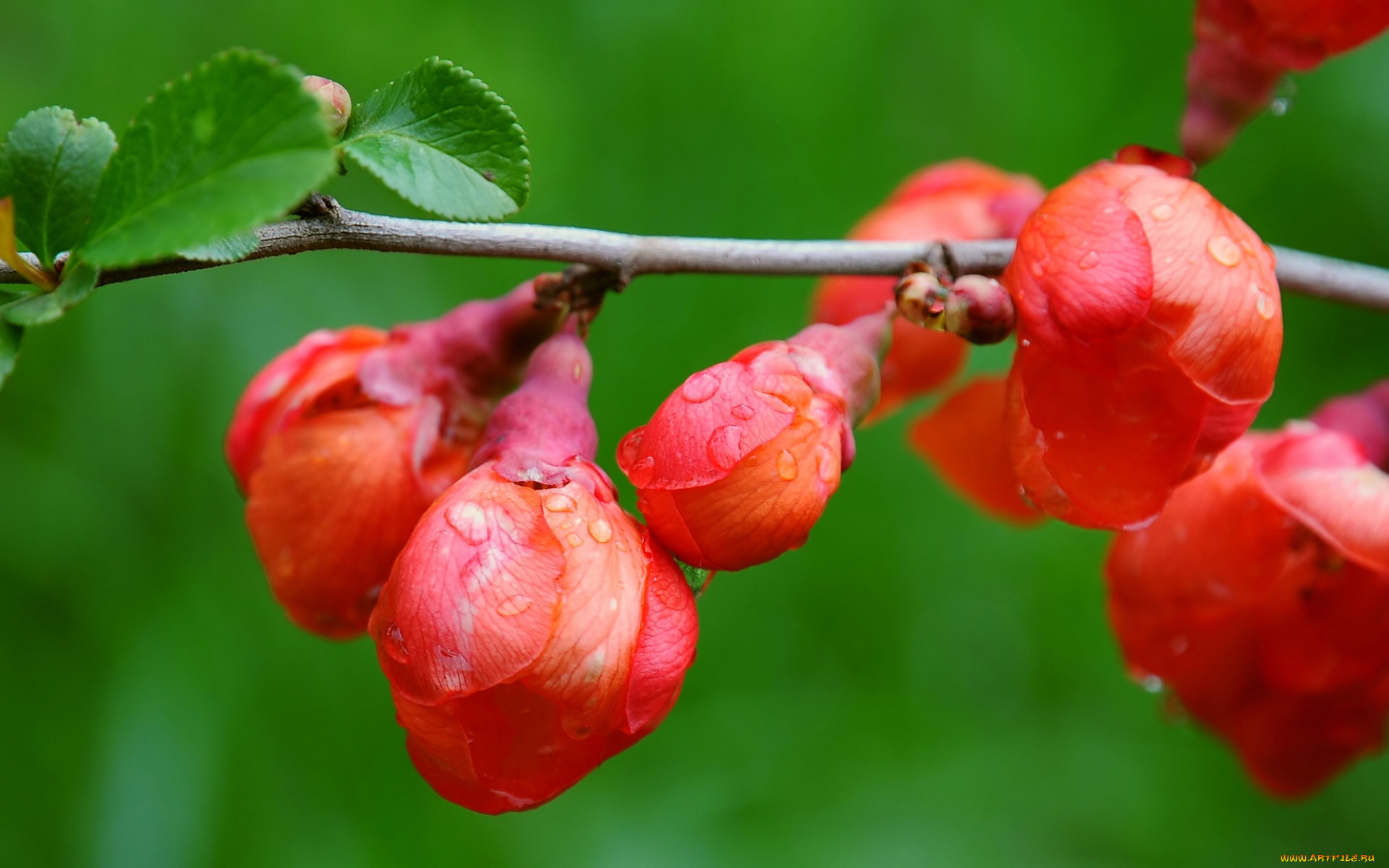 цветы, айва, ветка, листья