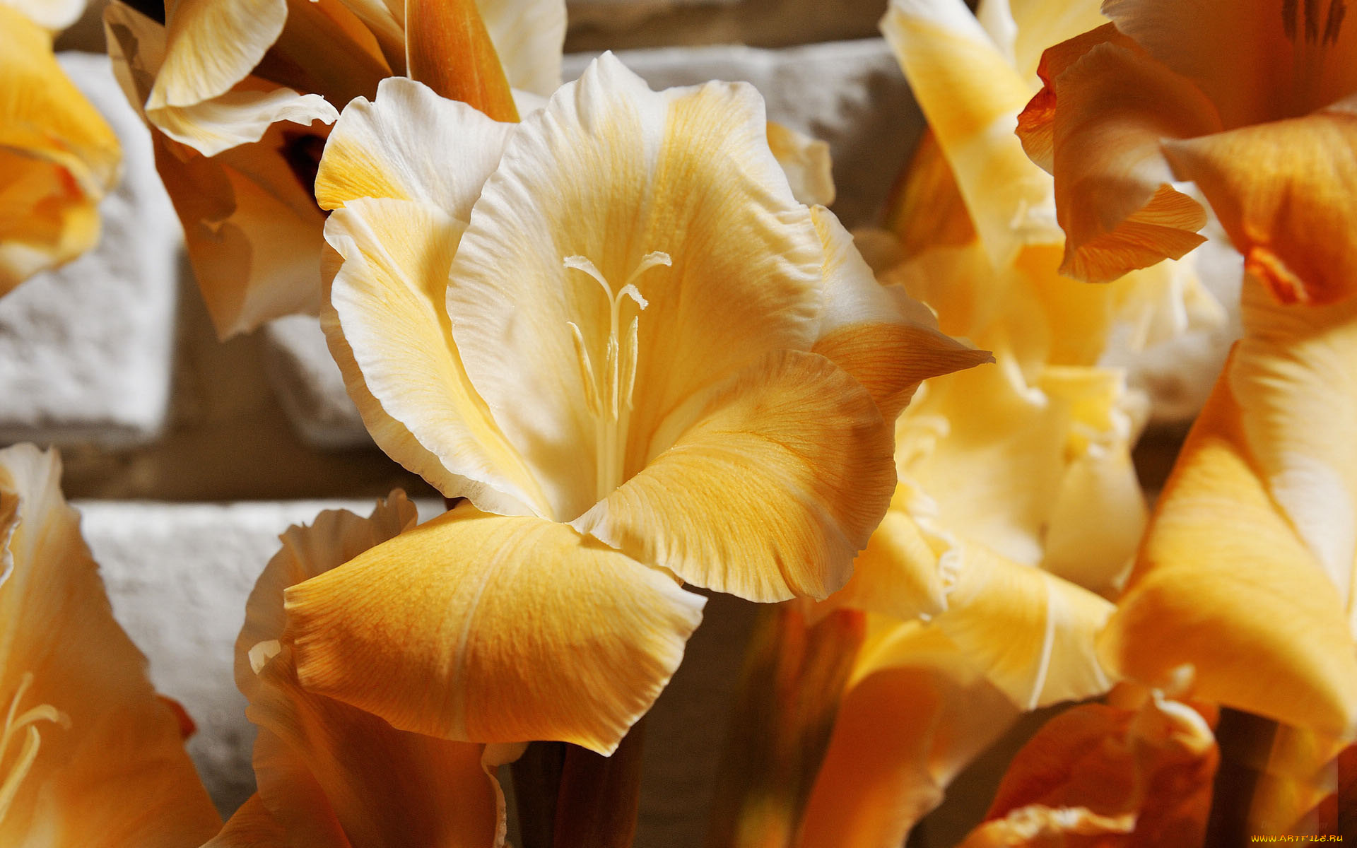 цветы, гладиолусы, лепестки