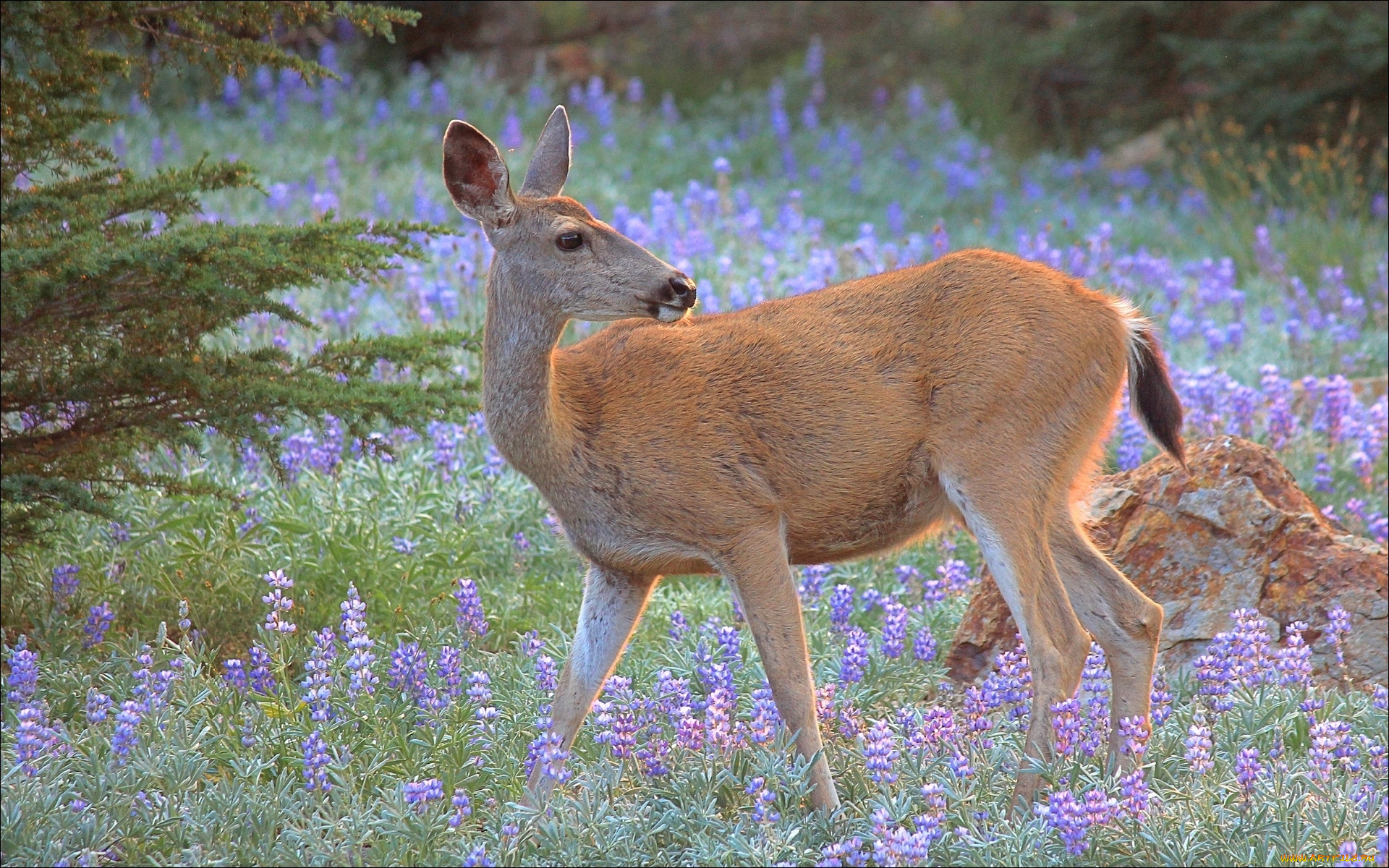 животные, олени, косуля, природа
