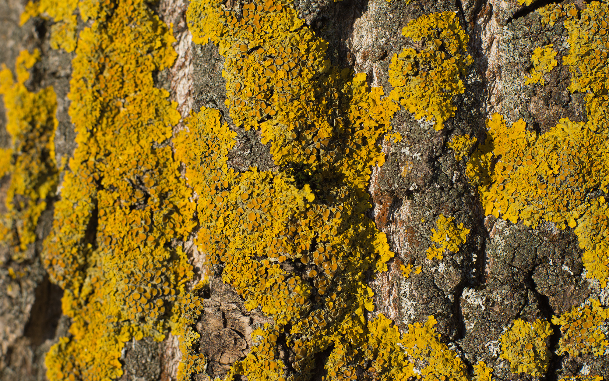 разное, текстуры, солнце, дерево, мох