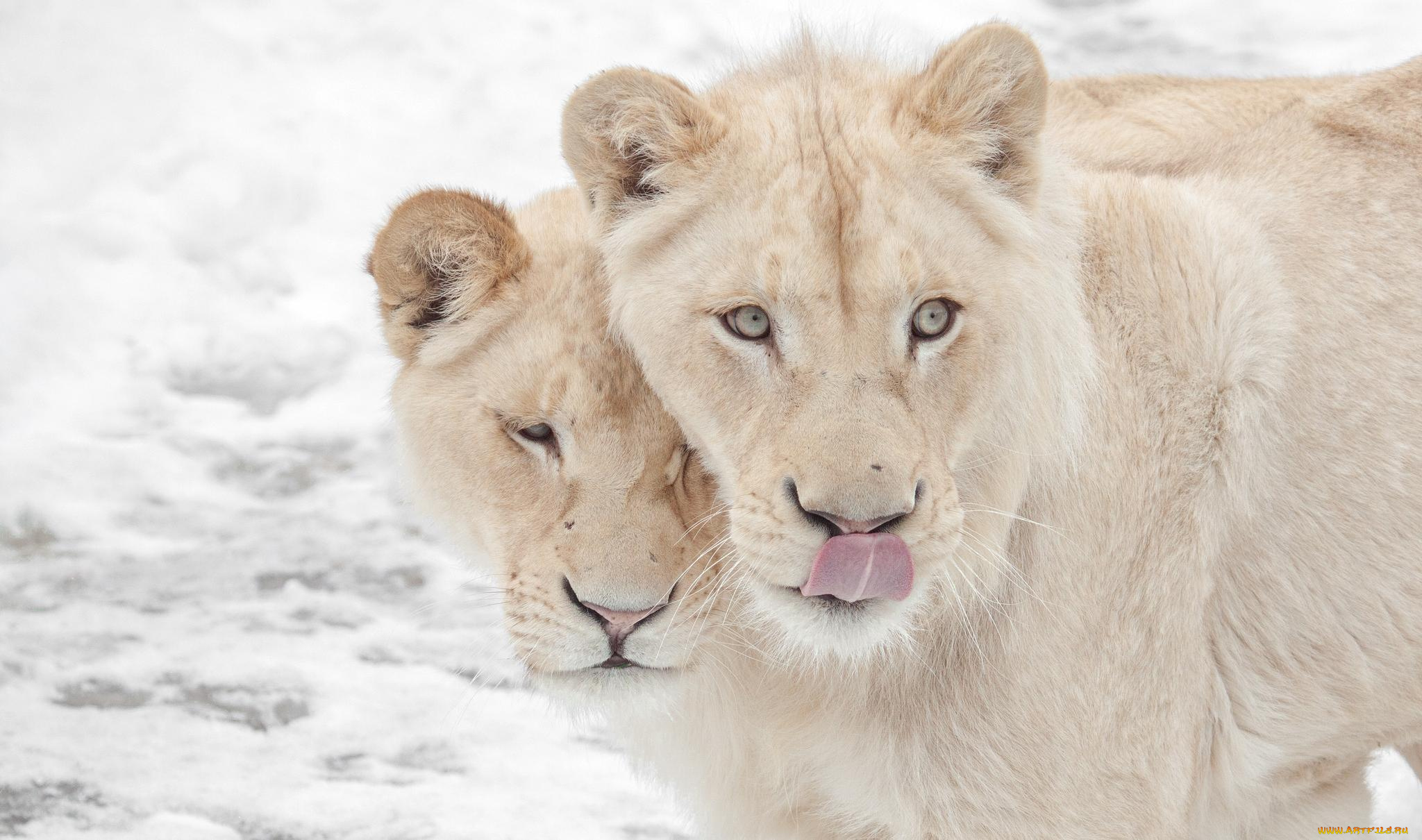 животные, львы, львицы