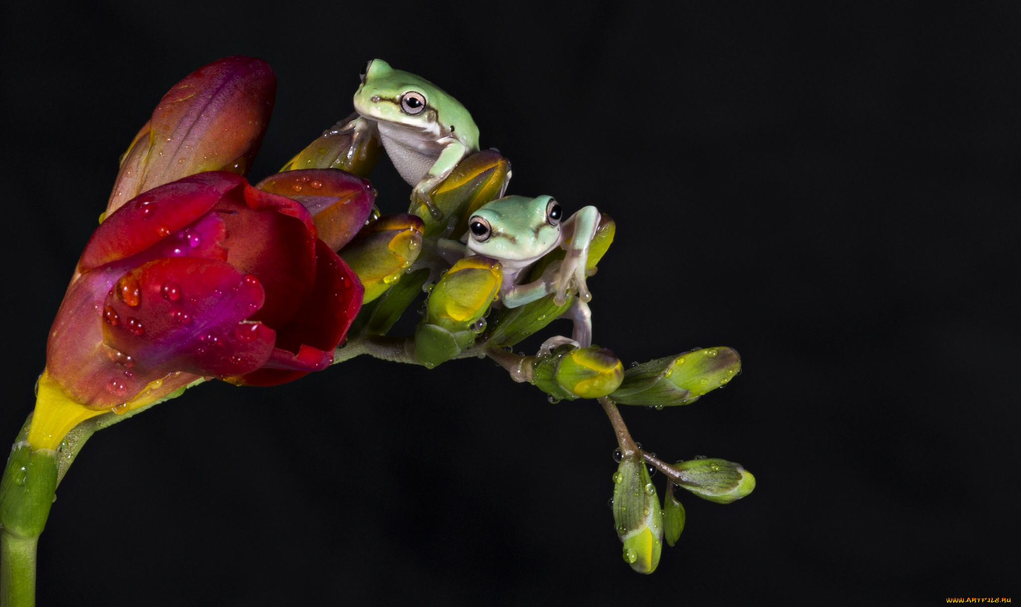 животные, лягушки, фрезия