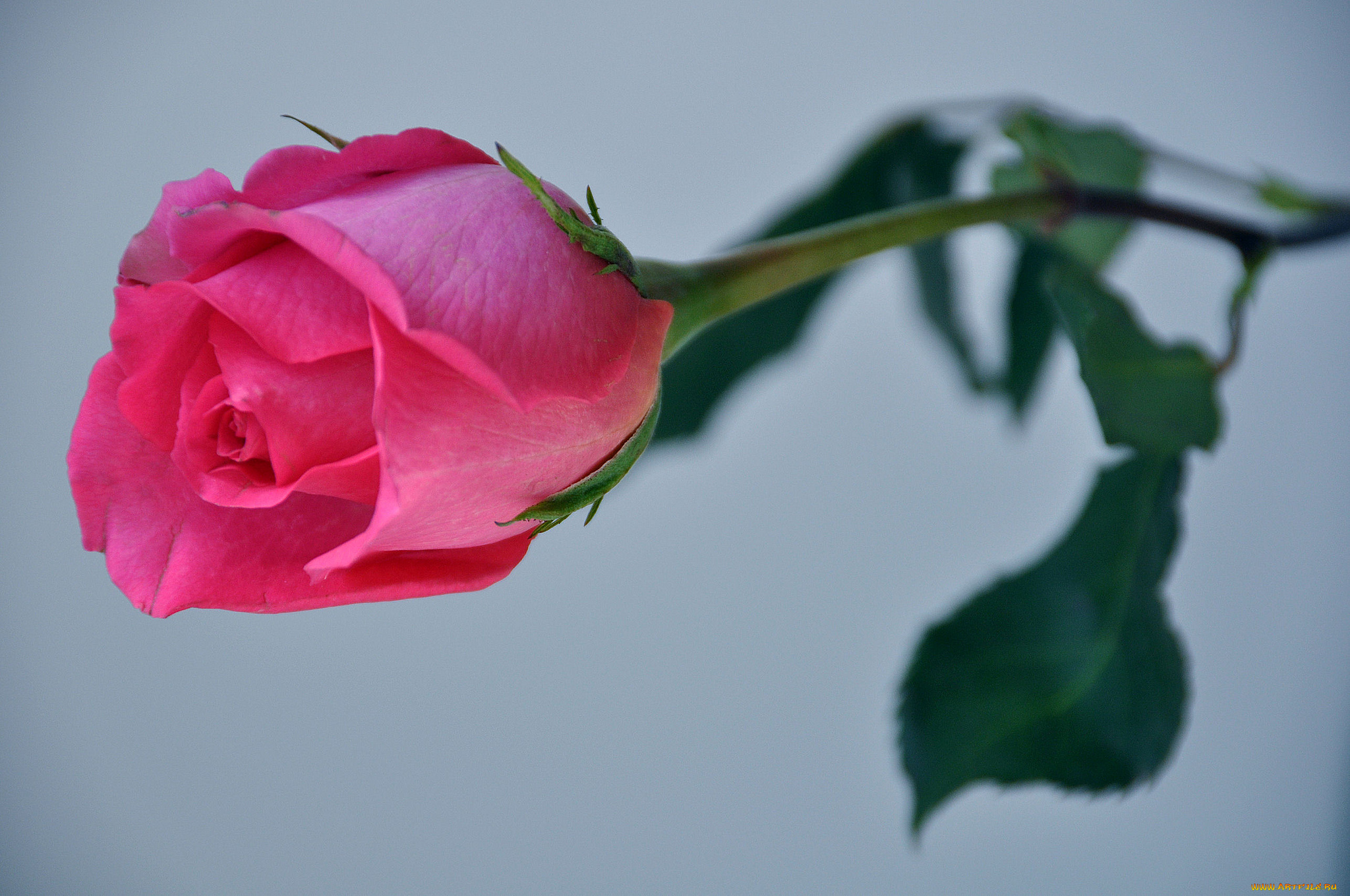 цветы, розы, бутон, розовый