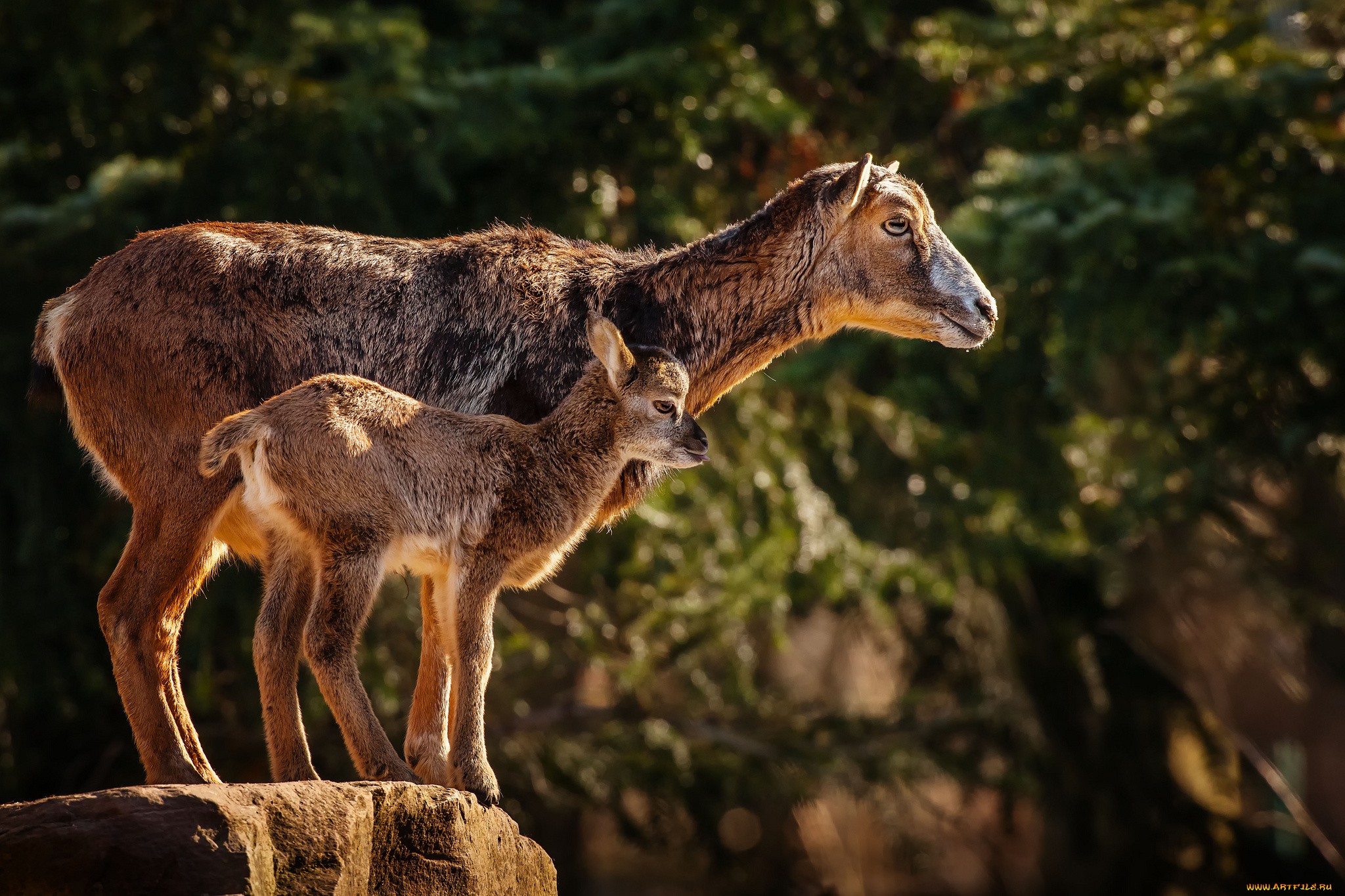 животные, овцы, бараны, муфлон, малыш, мама