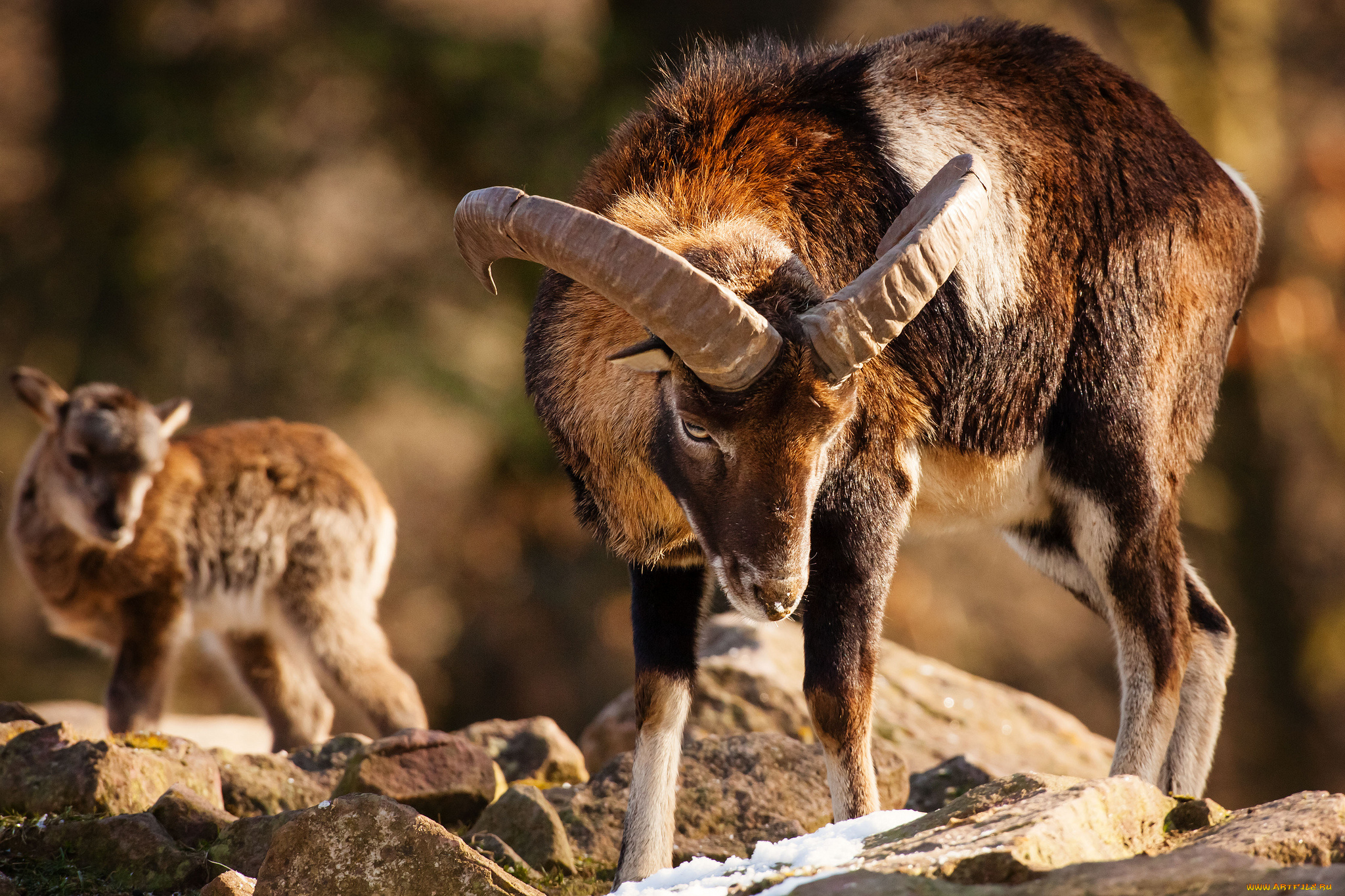 животные, овцы, бараны, рога, муфлон, малыш