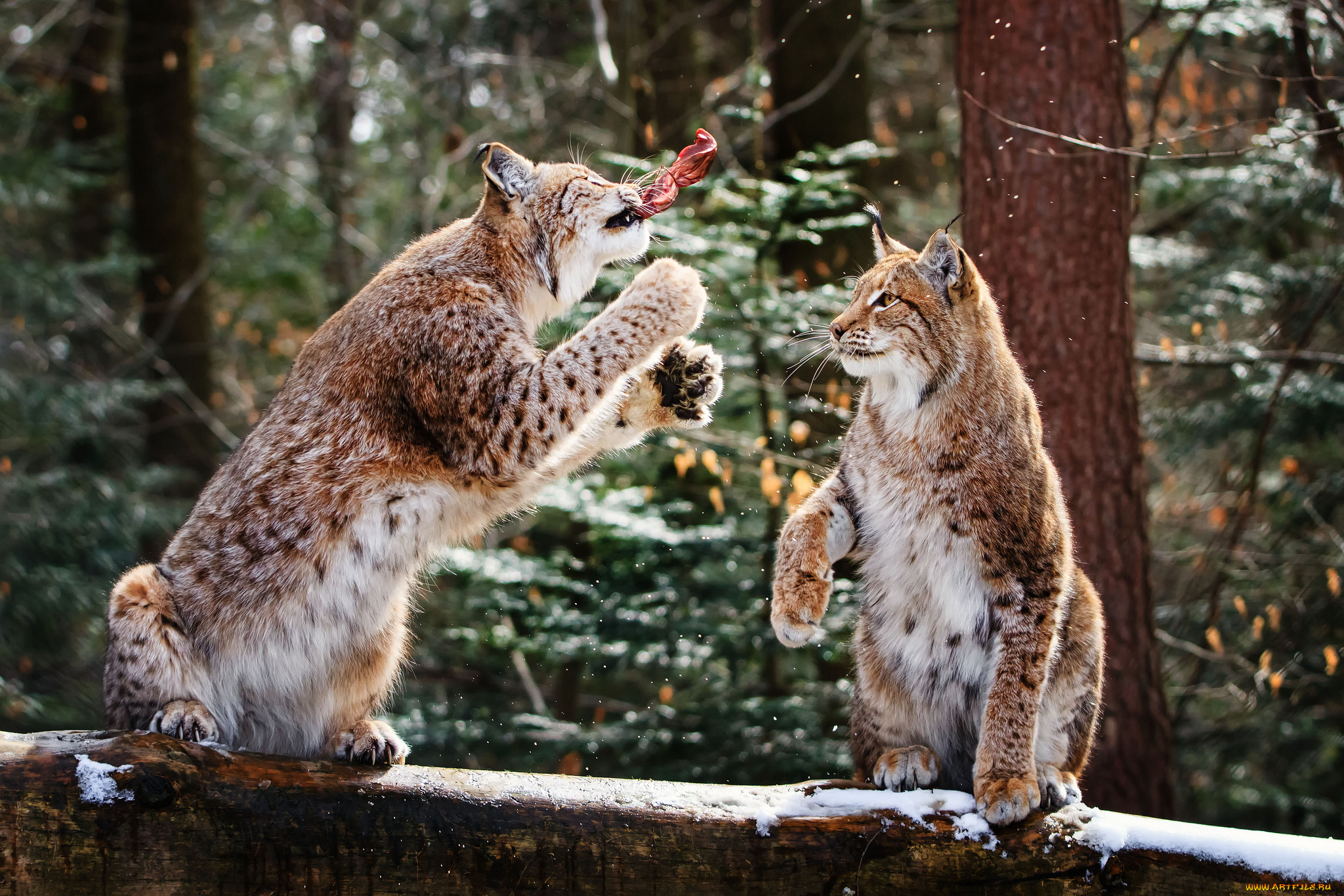 животные, рыси, обед
