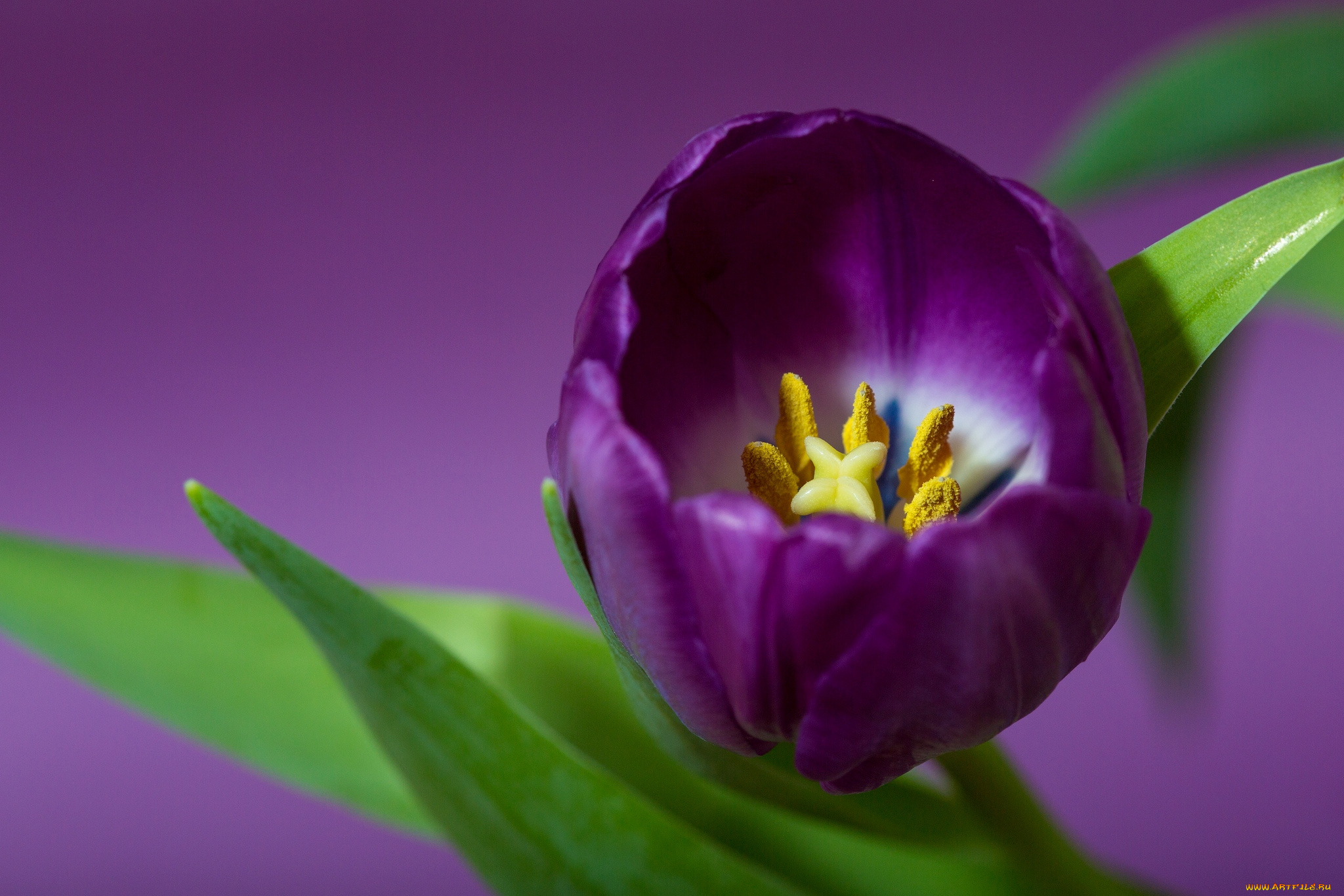 цветы, тюльпаны, макро, лиловый