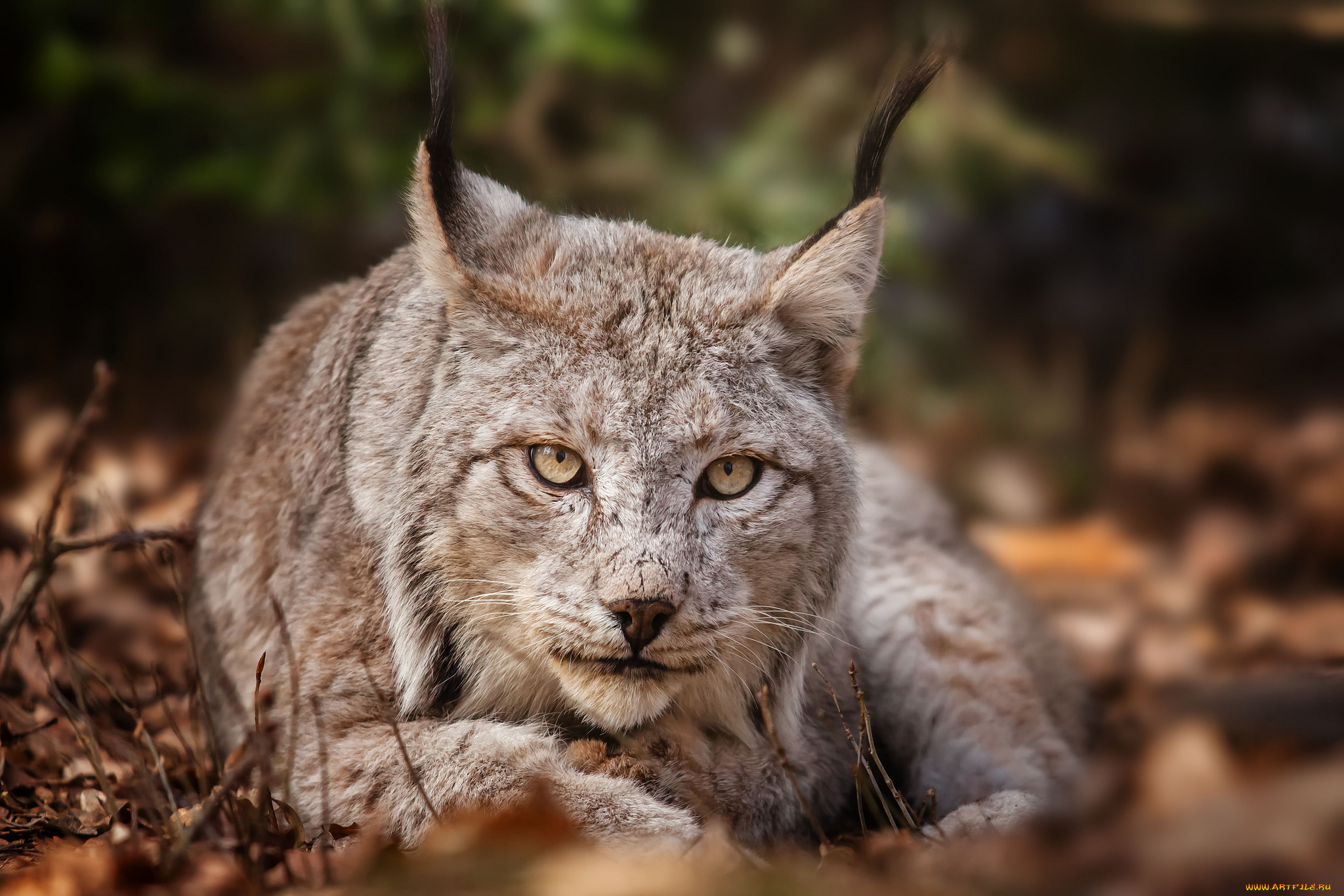 животные, рыси, взгляд, портрет