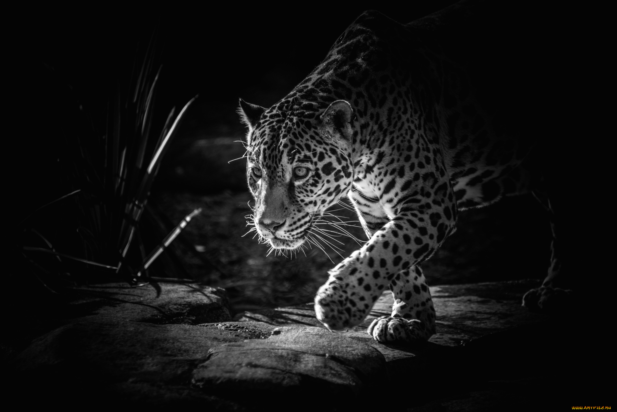 животные, Ягуары, пятна, крадется