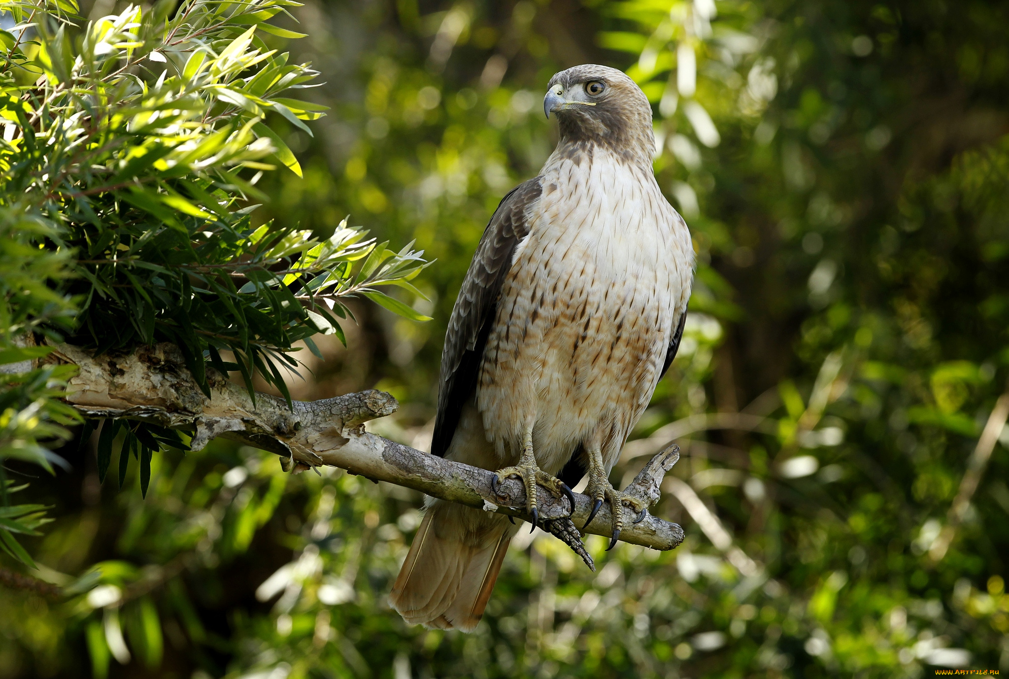 животные, птицы, хищники, хищник, красавец