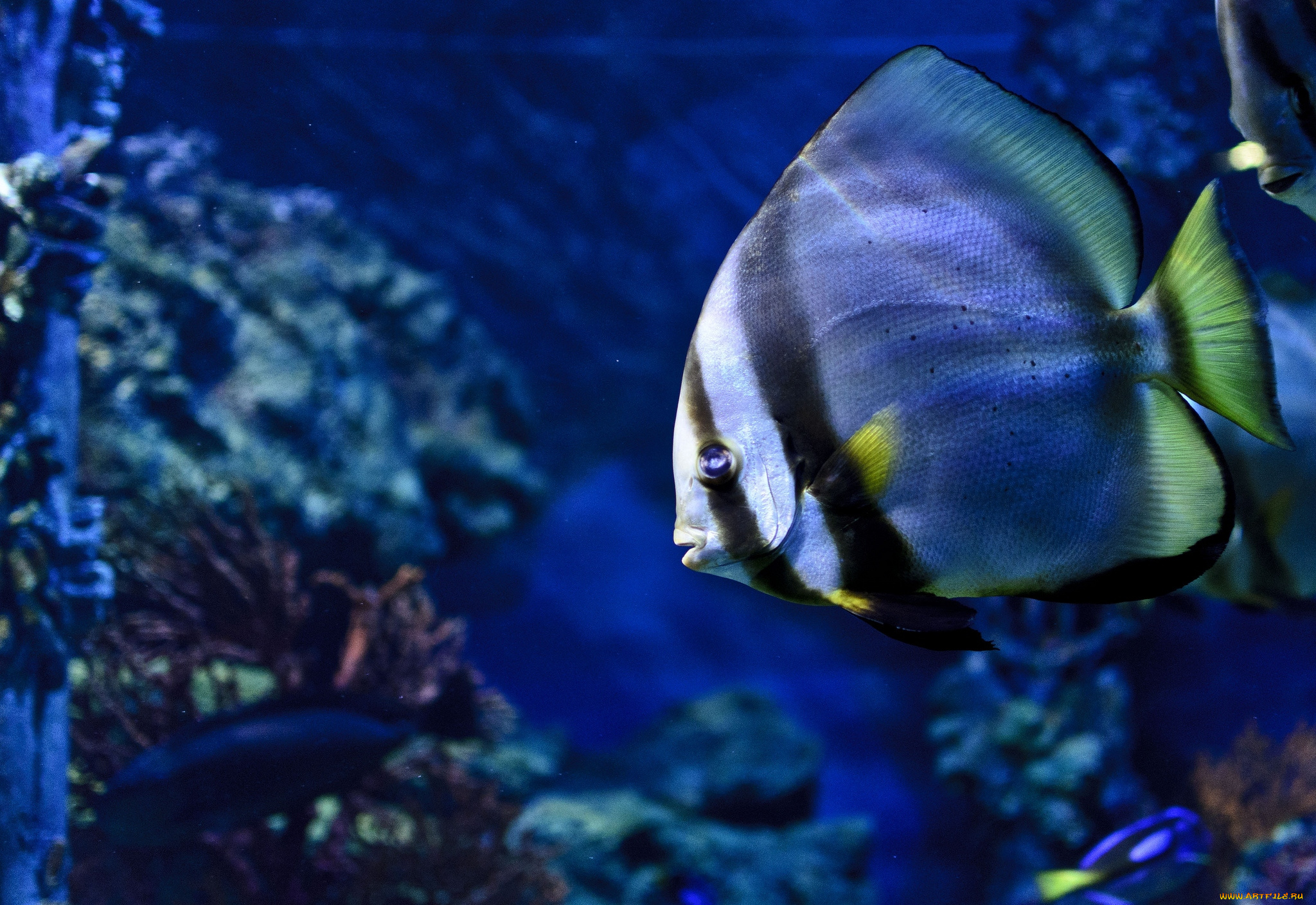 животные, рыбы, плавники, тропики