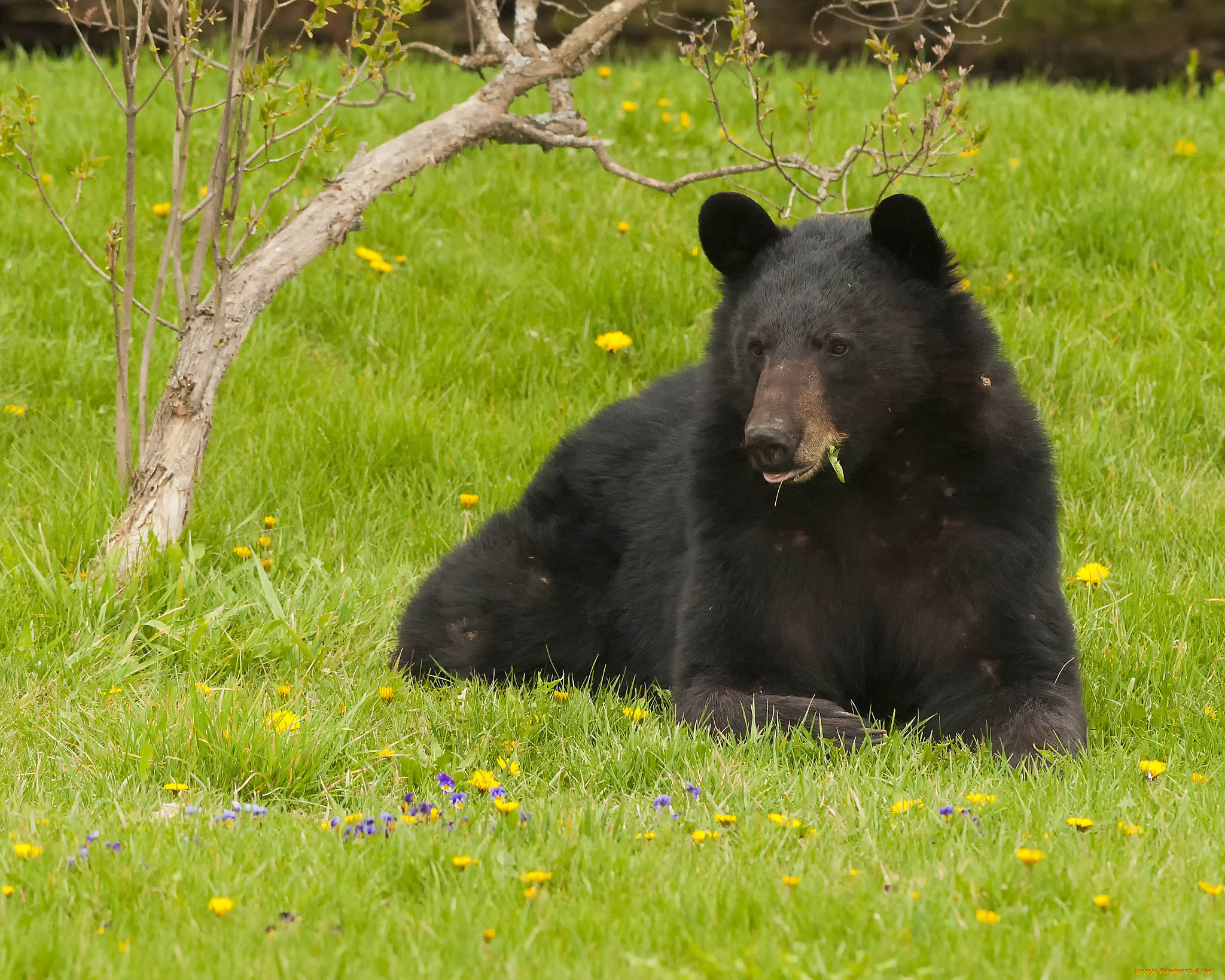 животные, медведи, деревце, цветы, лужайка, одуванчики