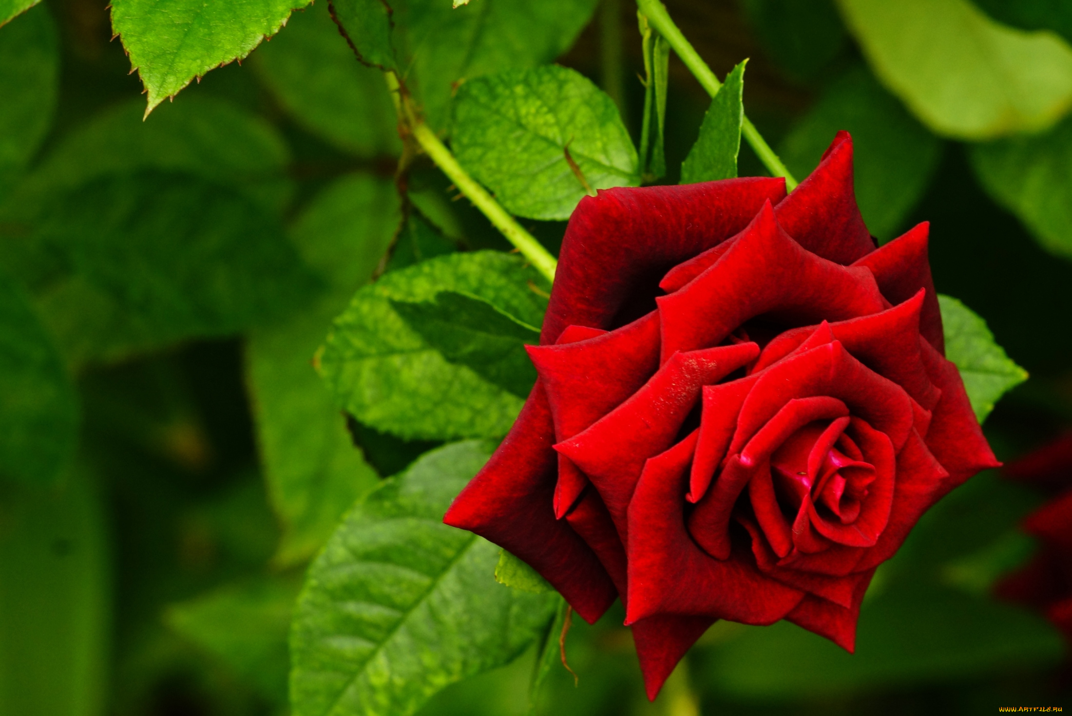 цветы, розы, красный