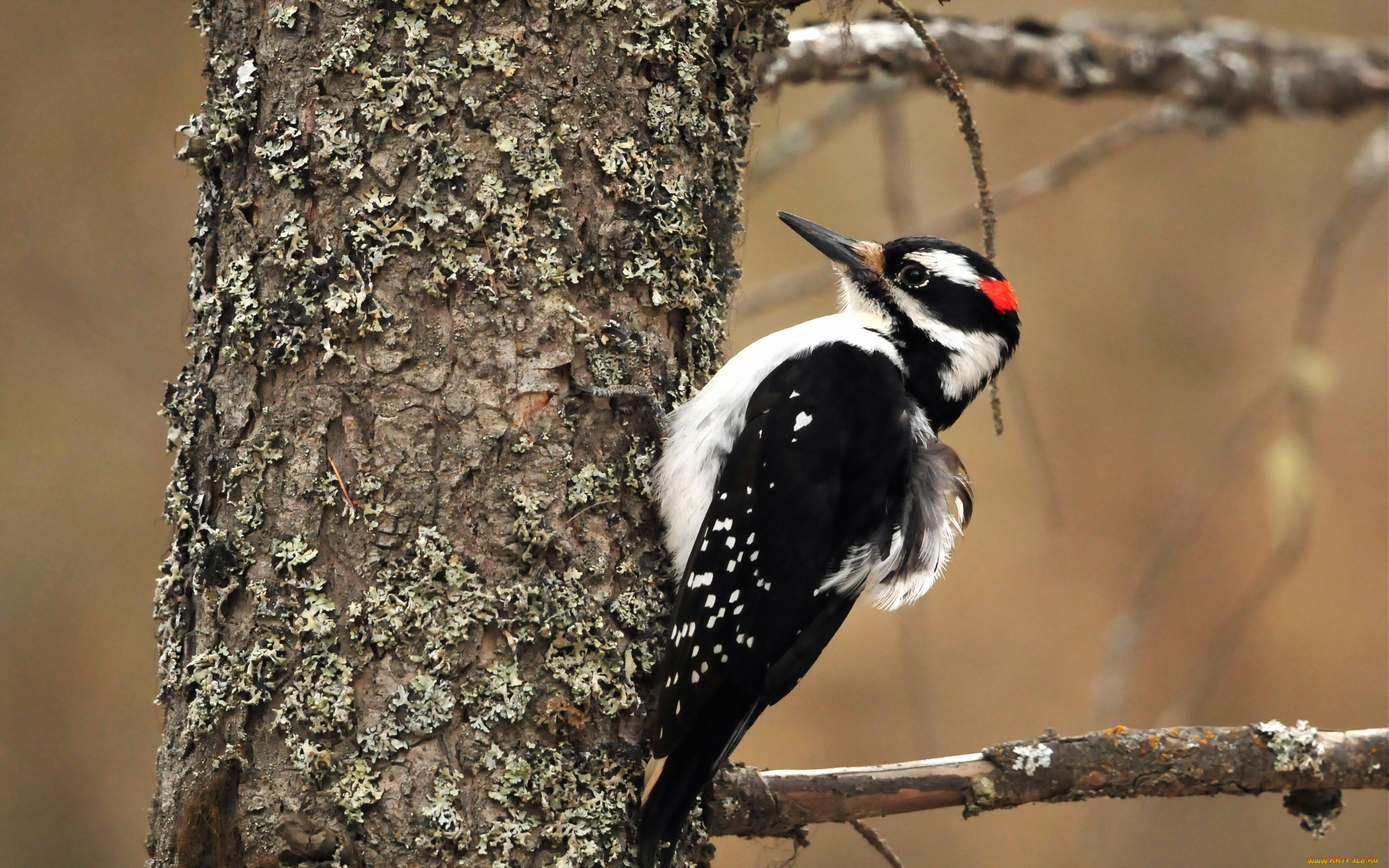 животные, дятлы, дерево, дятел