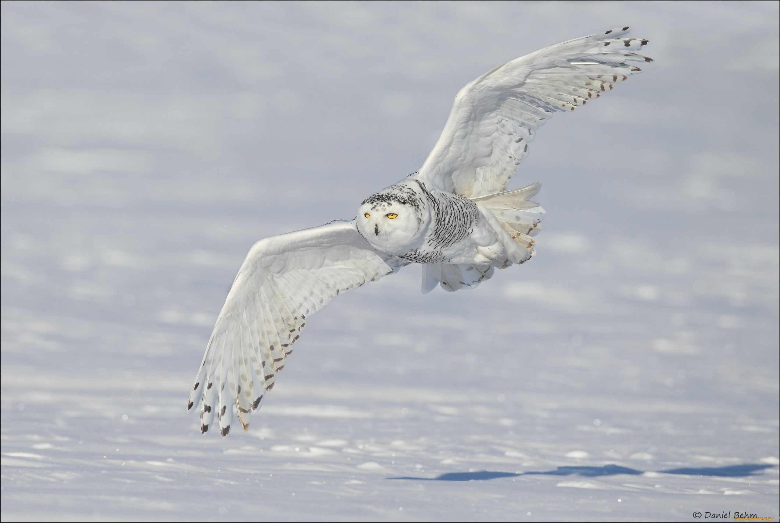 животные, совы, полярная, сова, snowy, owl, белая, крылья, снег, зима, полёт