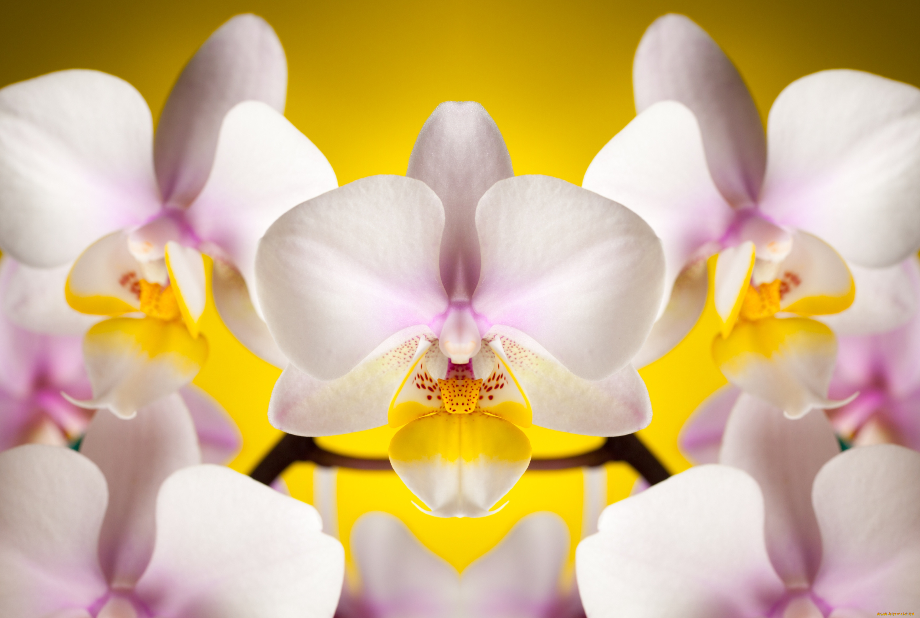 цветы, орхидеи, лепестки