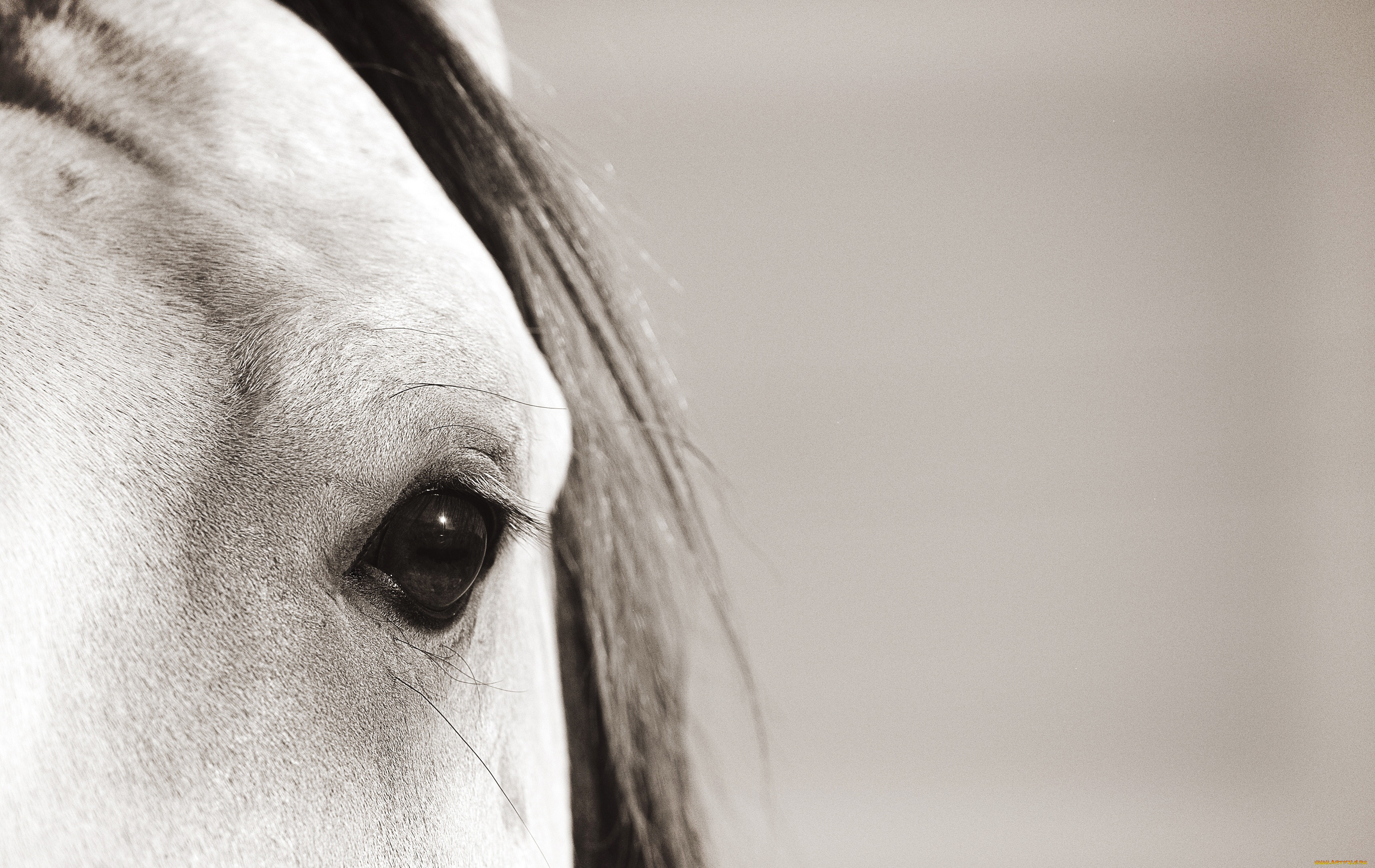 животные, лошади, лошадь, морда, макро