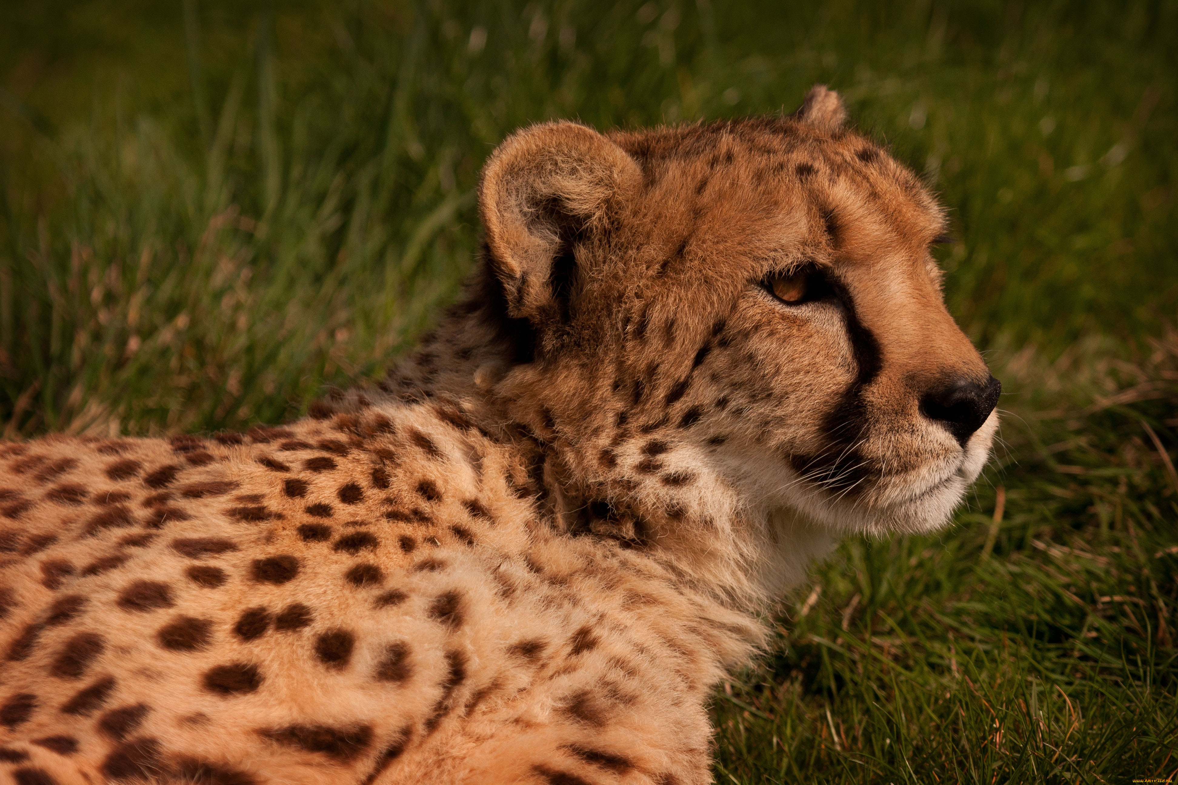 животные, гепарды, гепард