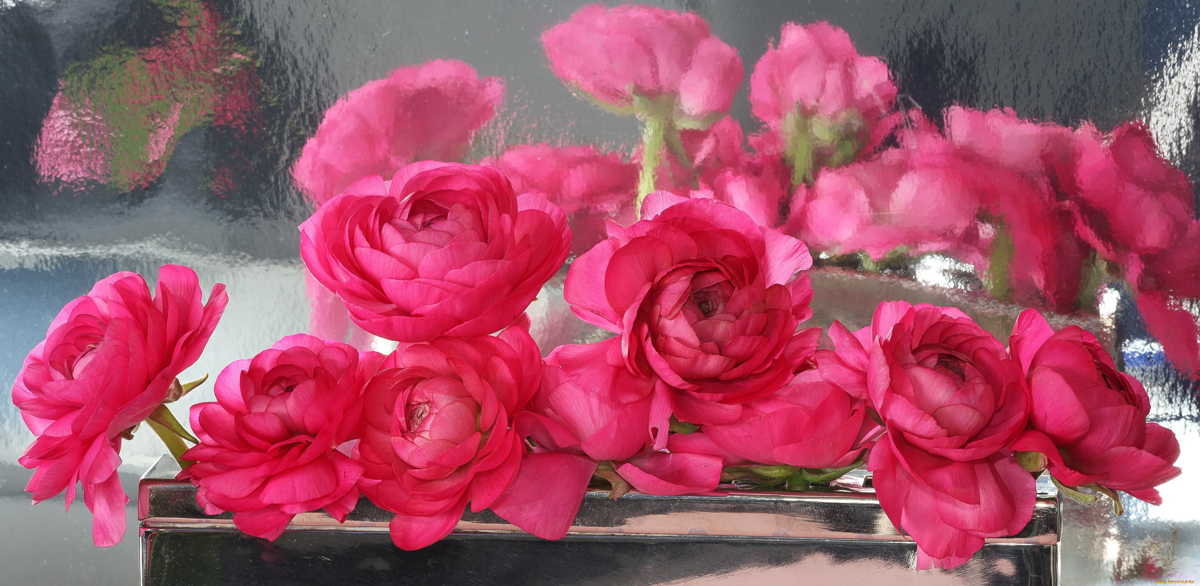 цветы, ранункулюс, азиатский, лютик, отражение