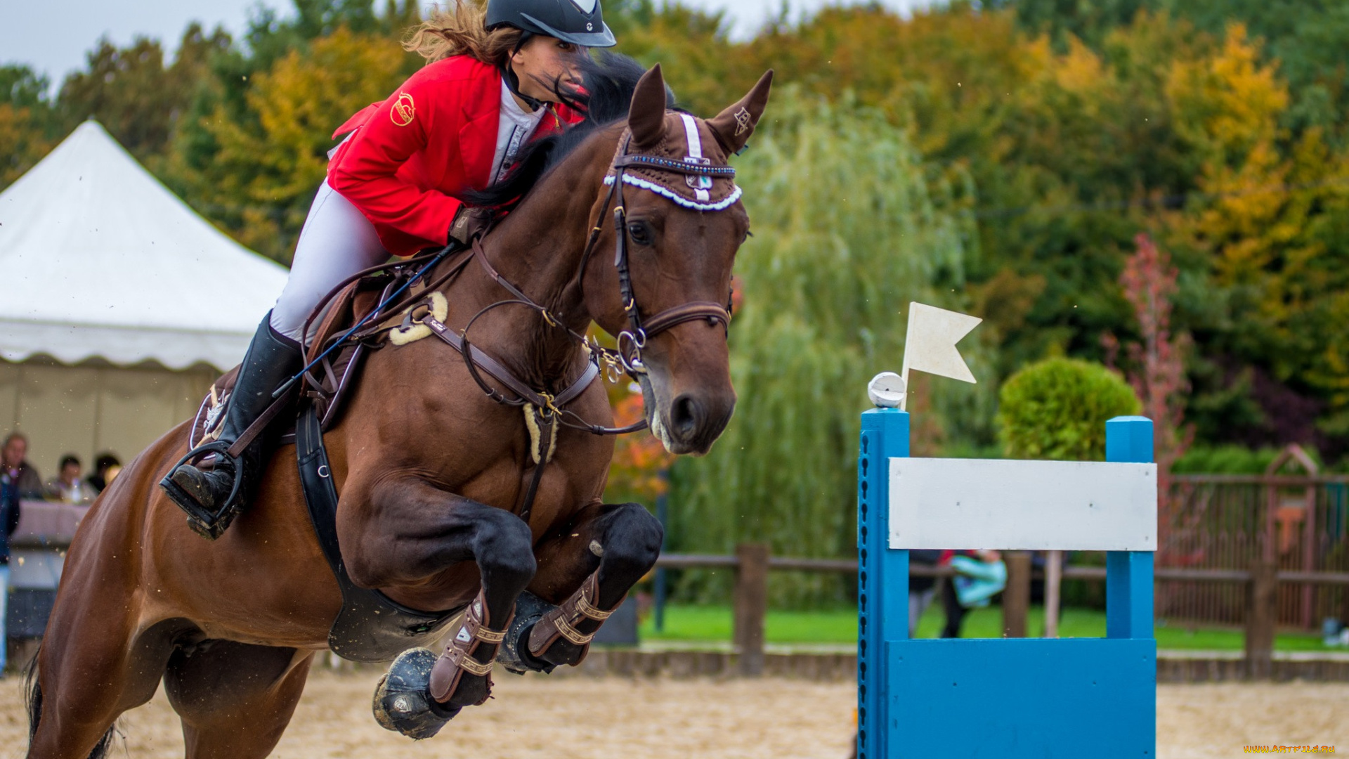 спорт, конный, спорт, ипподром, лошадь, жокей, скачки