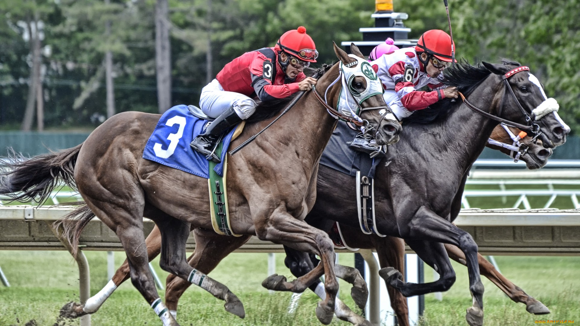 спорт, конный, спорт, ипподром, скачки