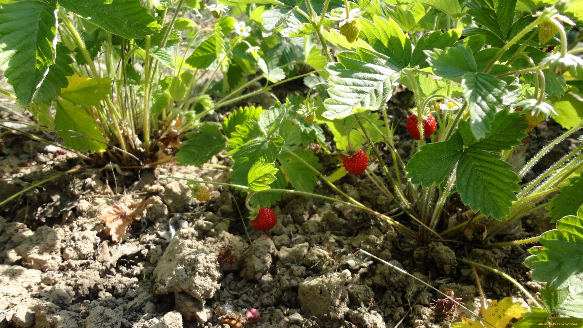 земляника, природа, Ягоды, ягода