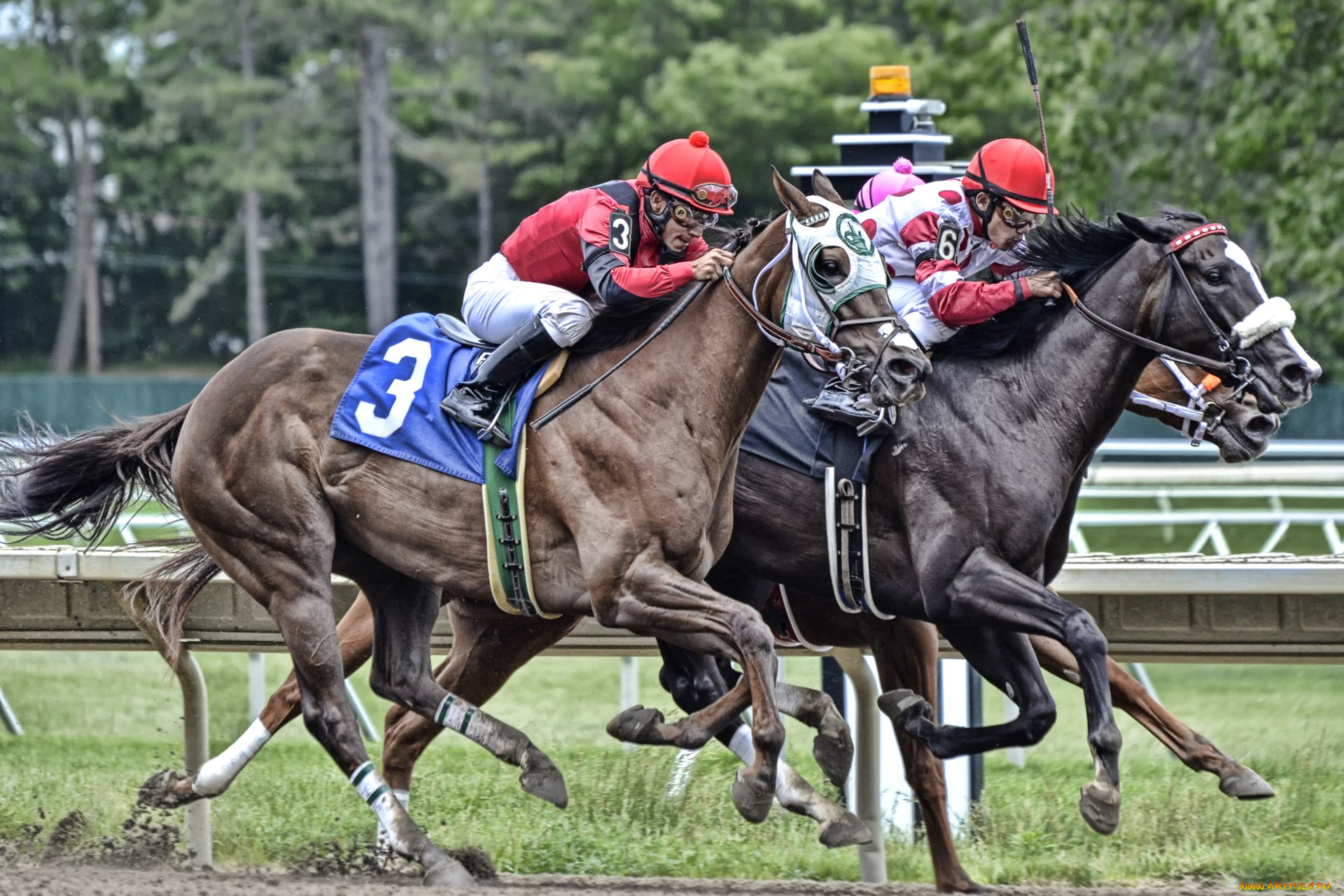 спорт, конный, спорт, ипподром, скачки