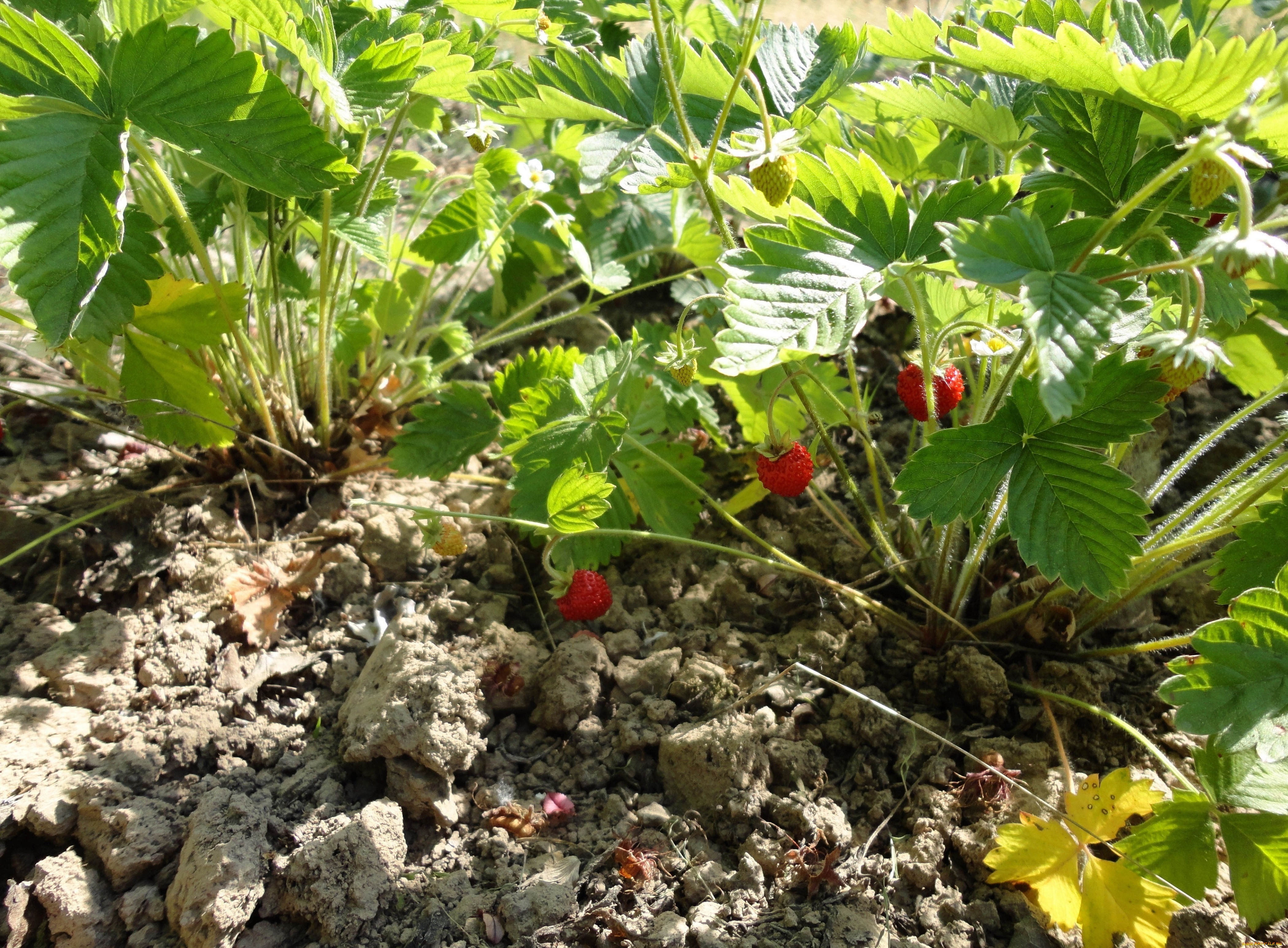 земляника, природа, Ягоды, ягода