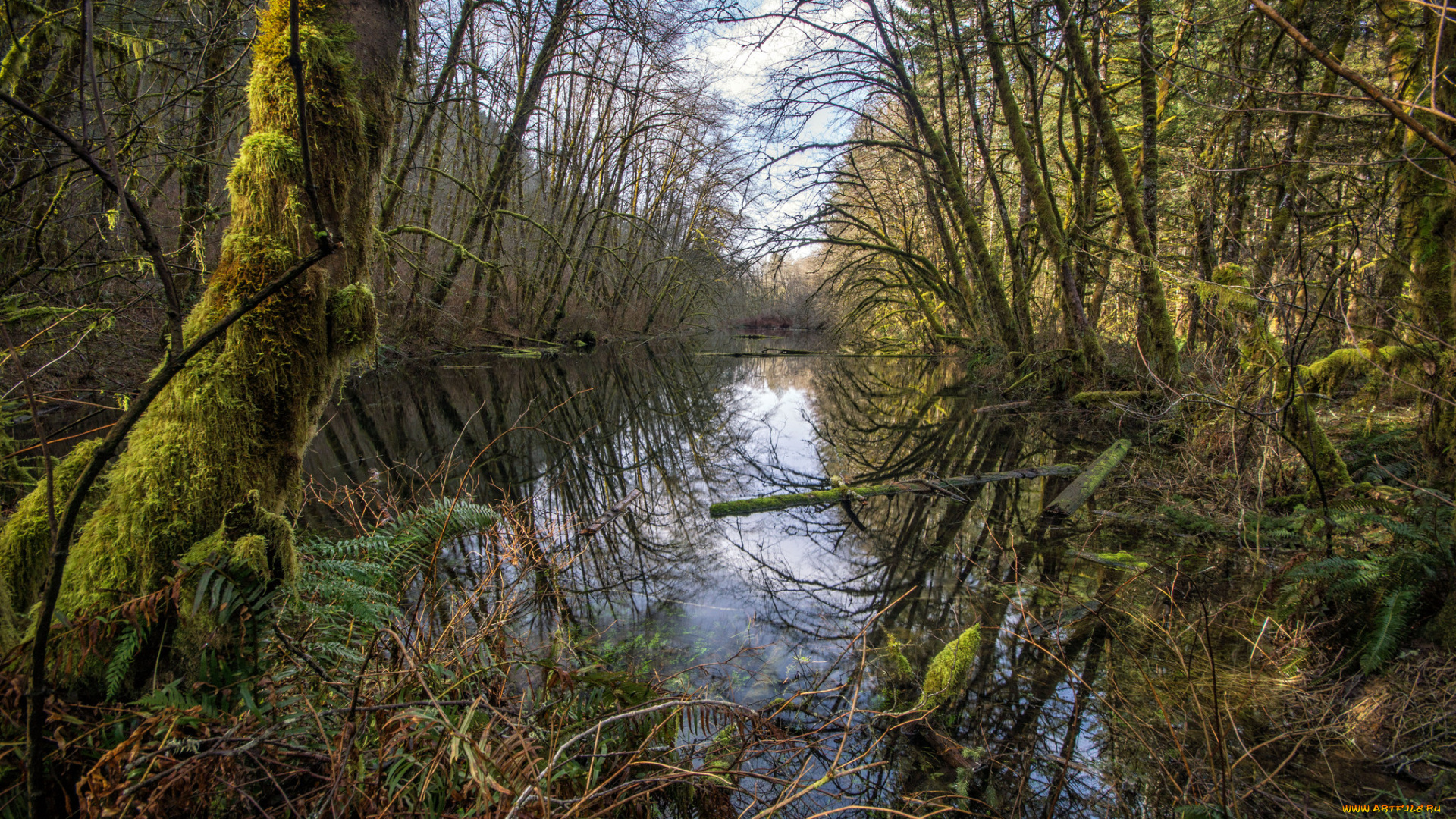 природа, реки, озера, река, лес