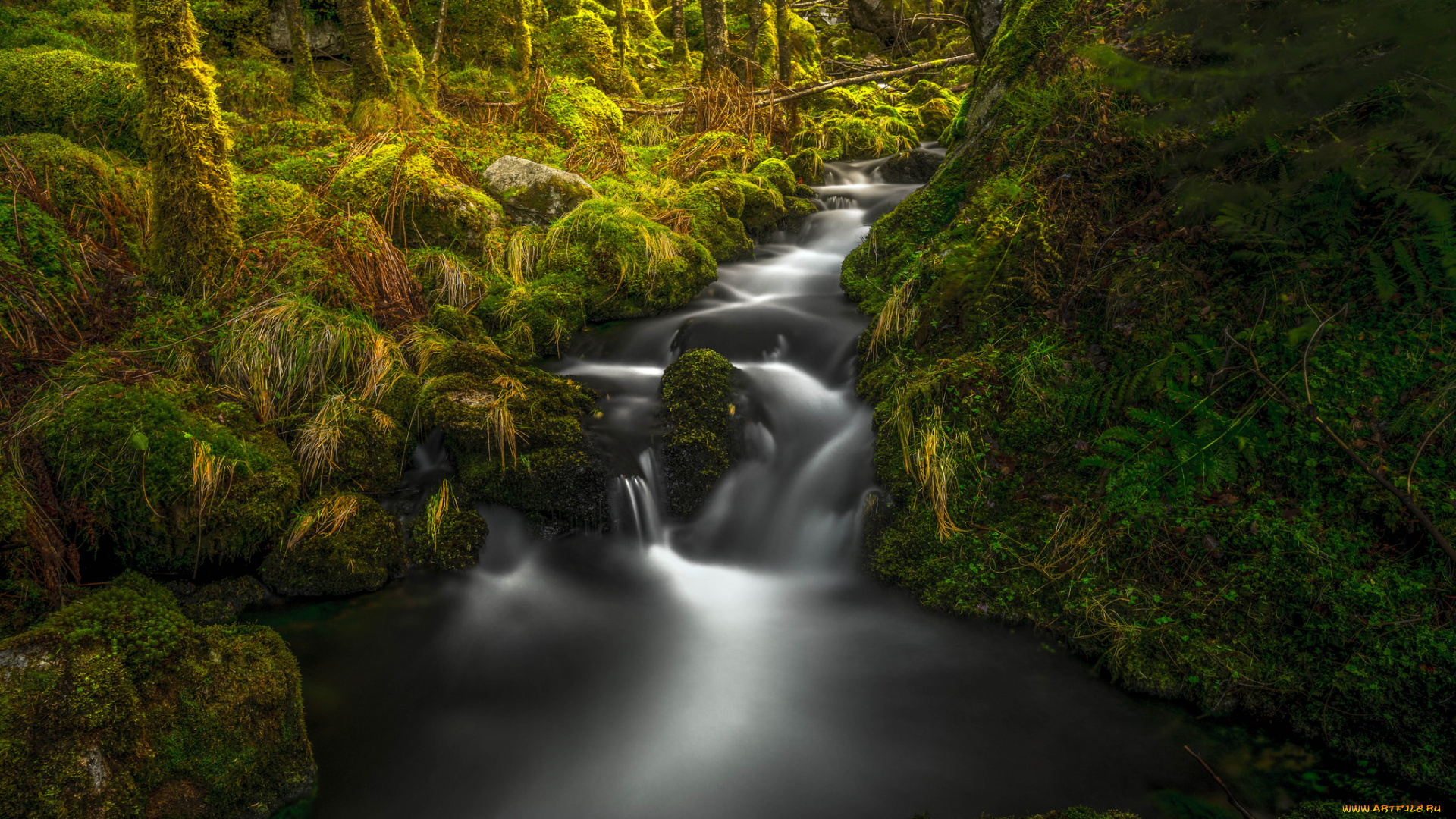 природа, реки, озера, река, лес