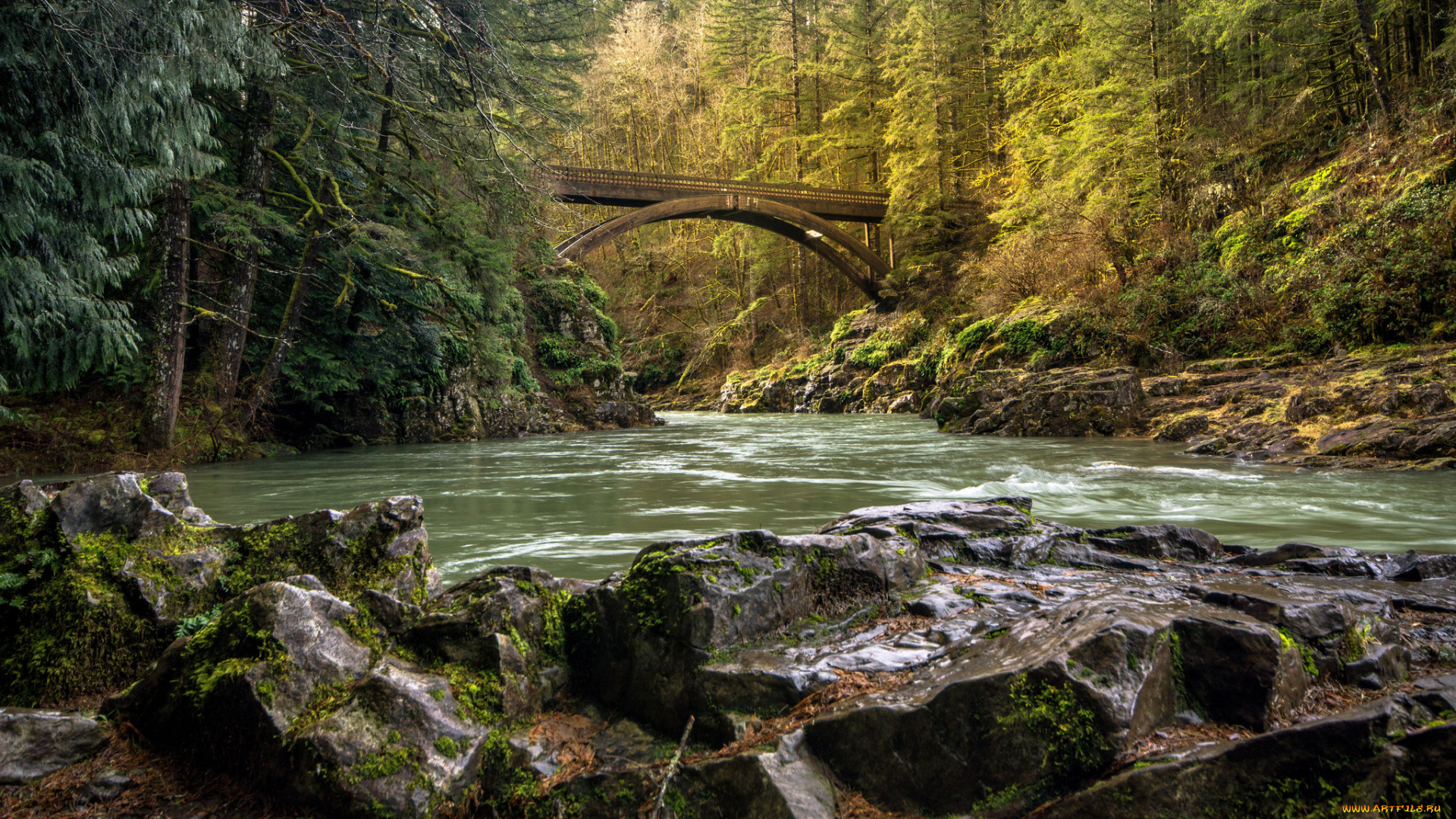 природа, реки, озера, река, лес