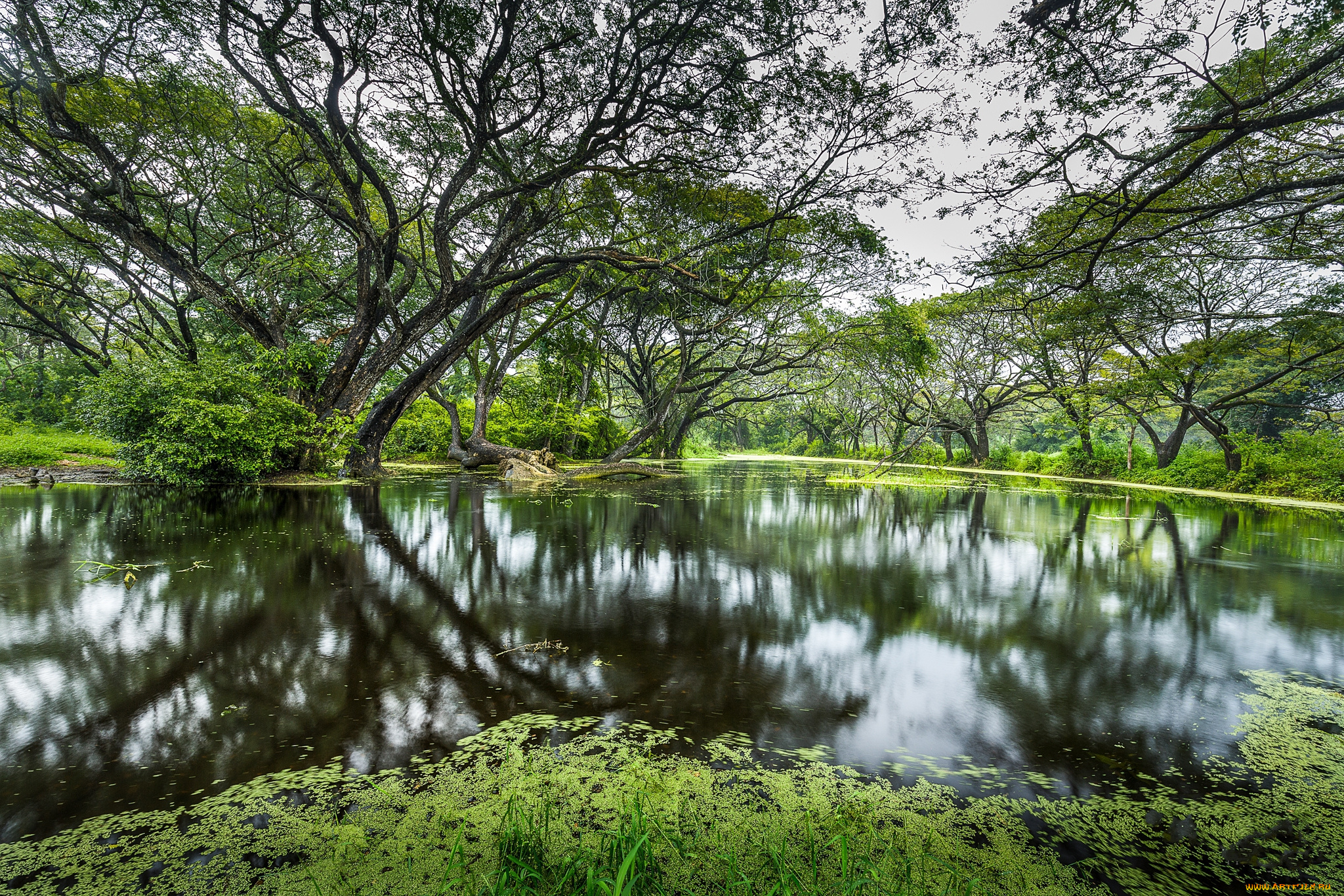 природа, реки, озера, река, лес