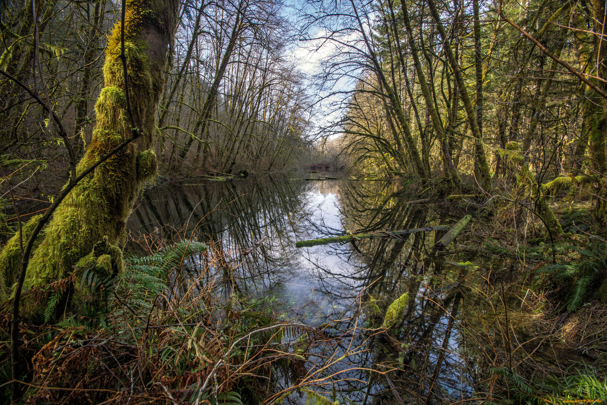 природа, реки, озера, река, лес