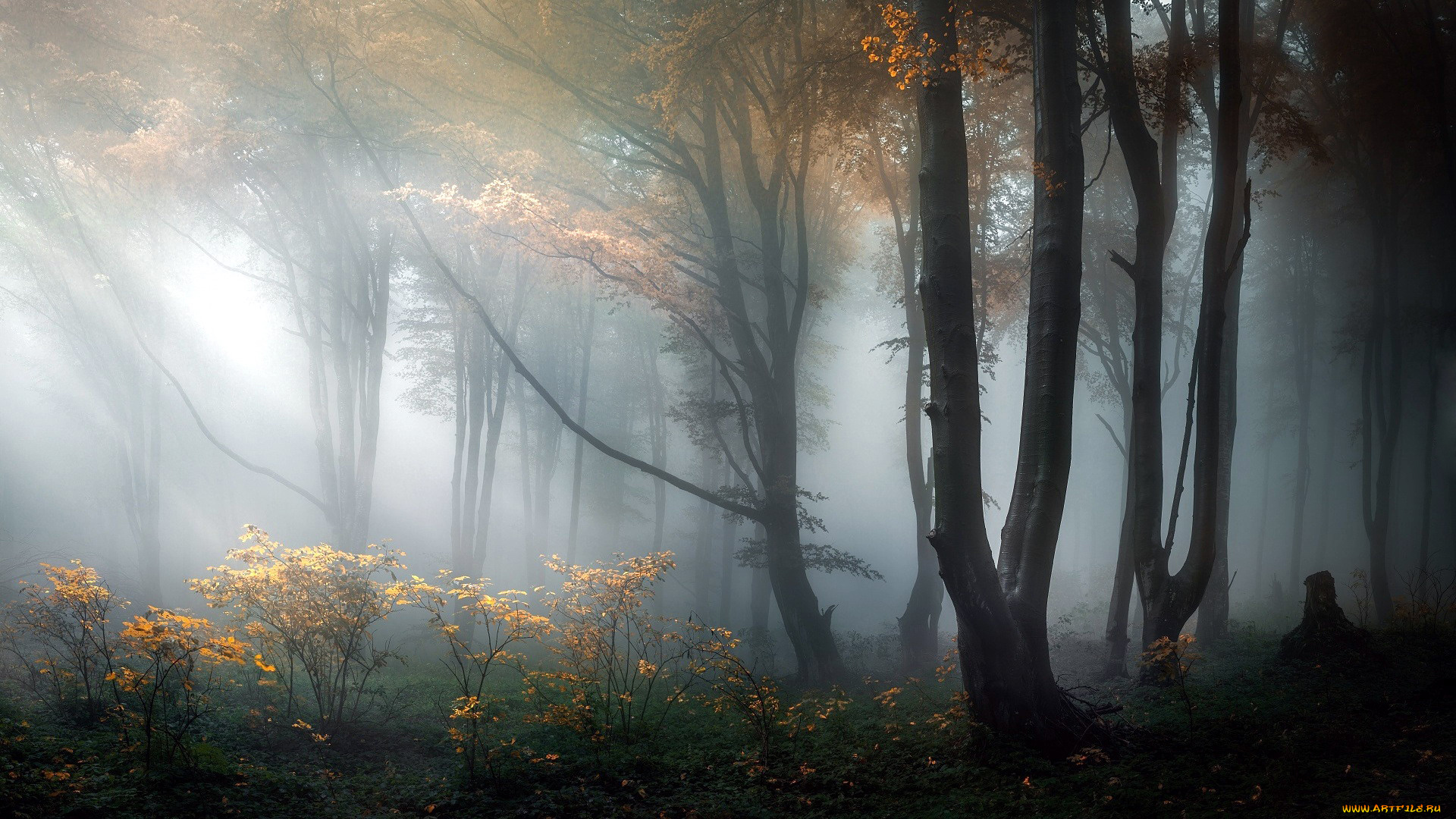 природа, лес, деревья, туман