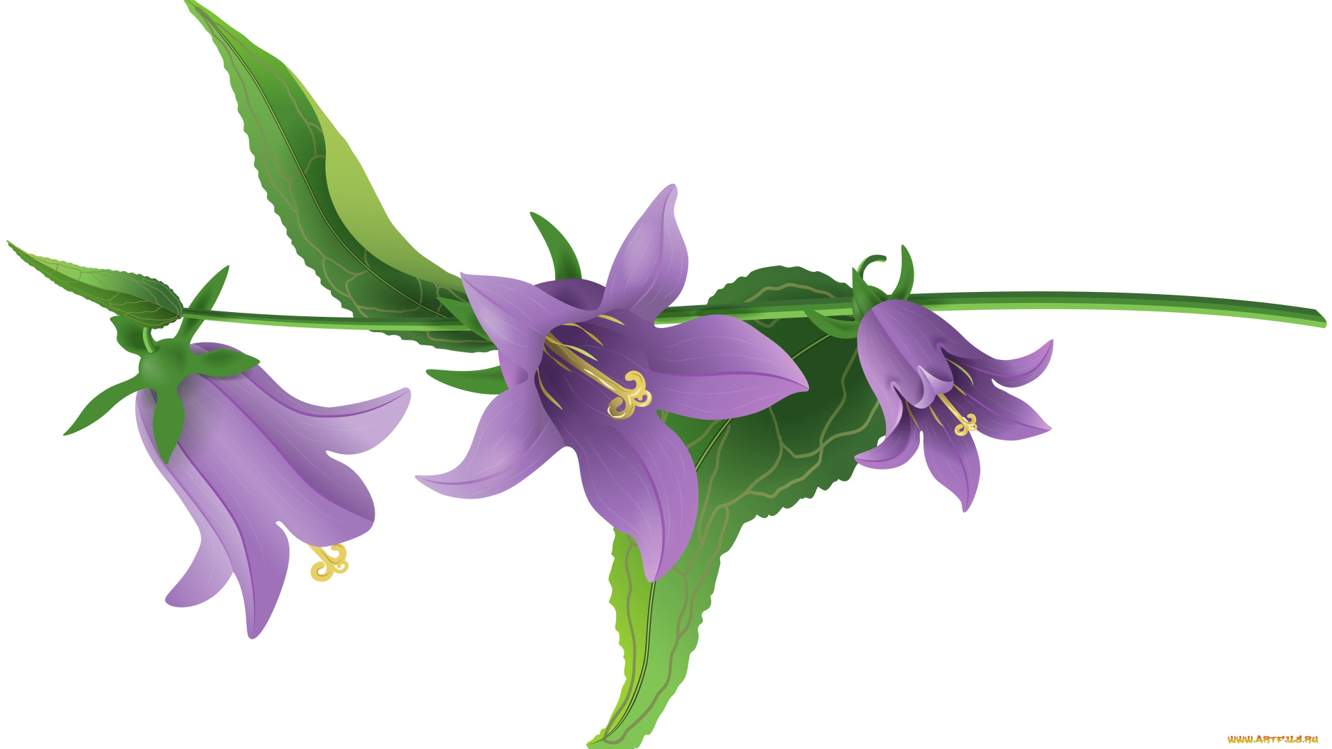 векторная, графика, цветы, , flowers, цветы, фон, лепестки