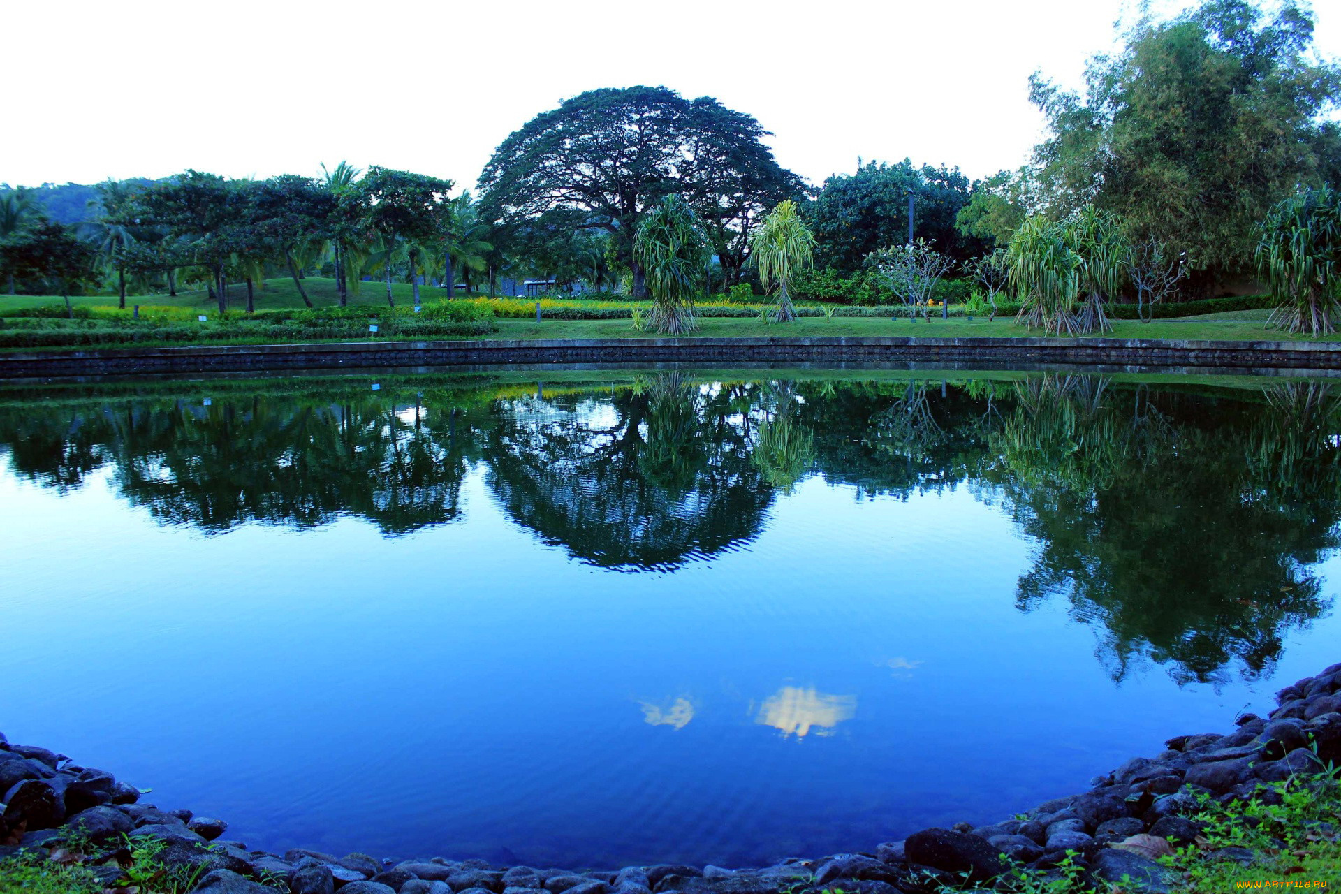 природа, парк, пруд, деревья