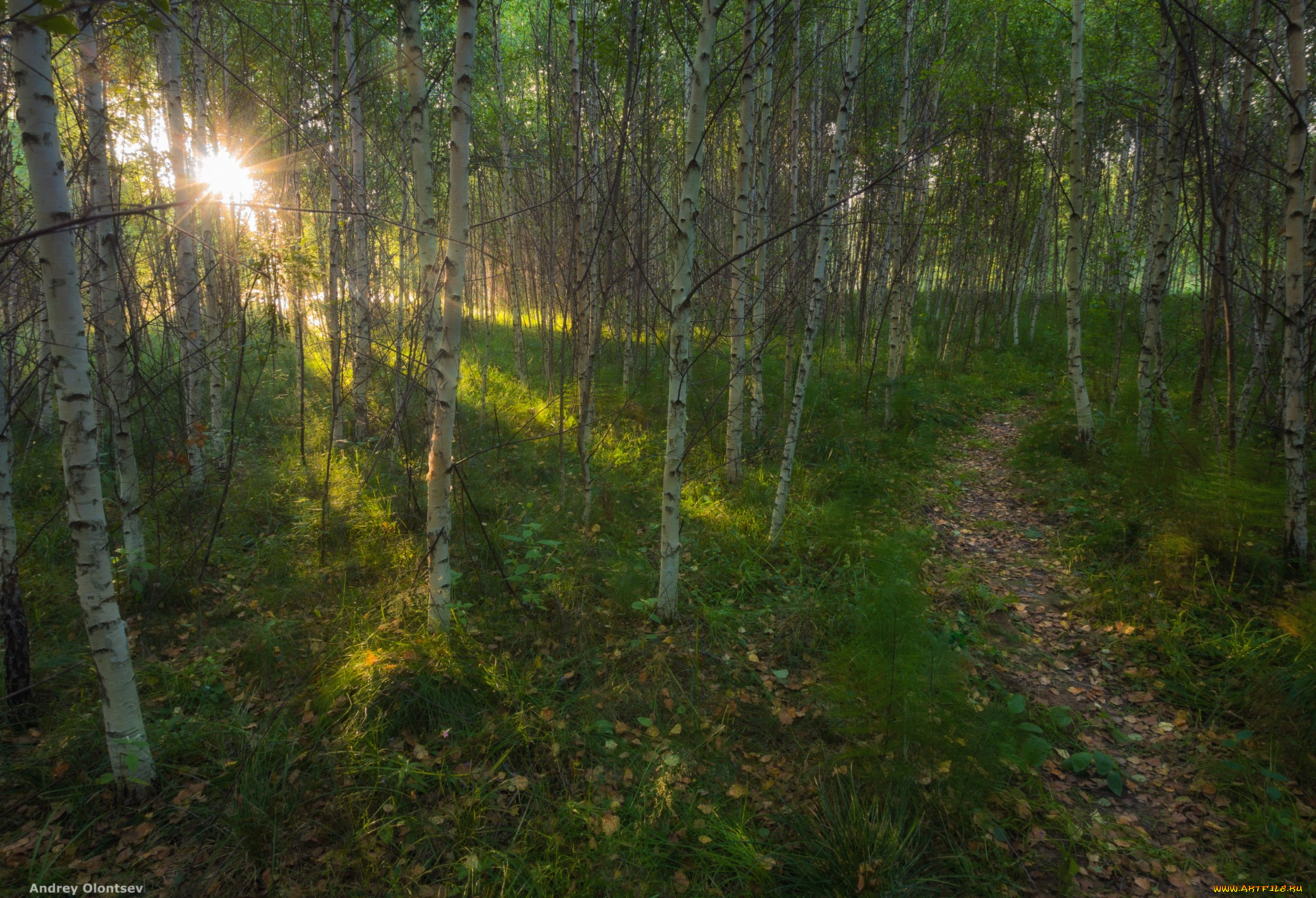 природа, лес, солнце, березы