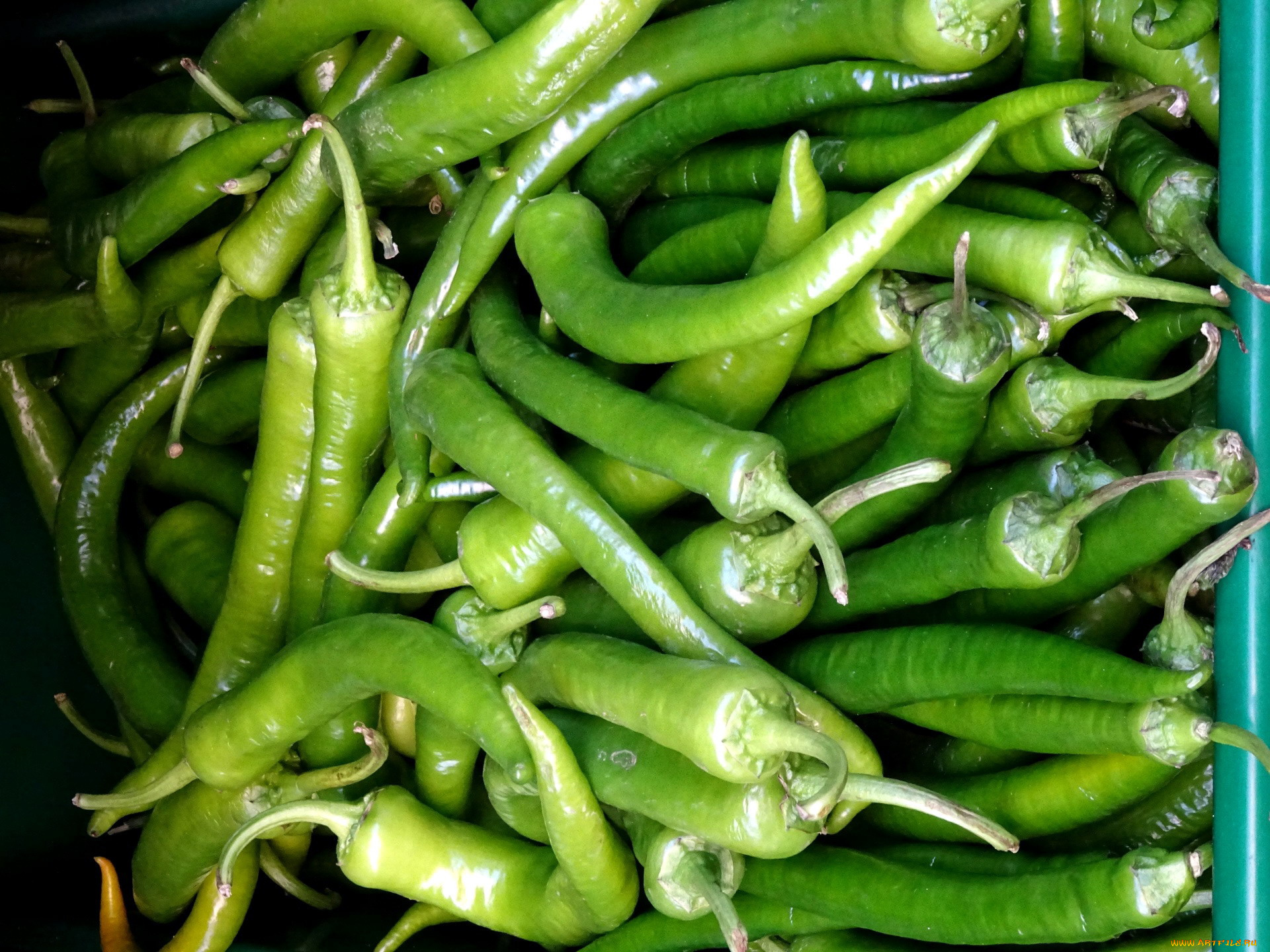 еда, перец, стручки, острый, зеленый